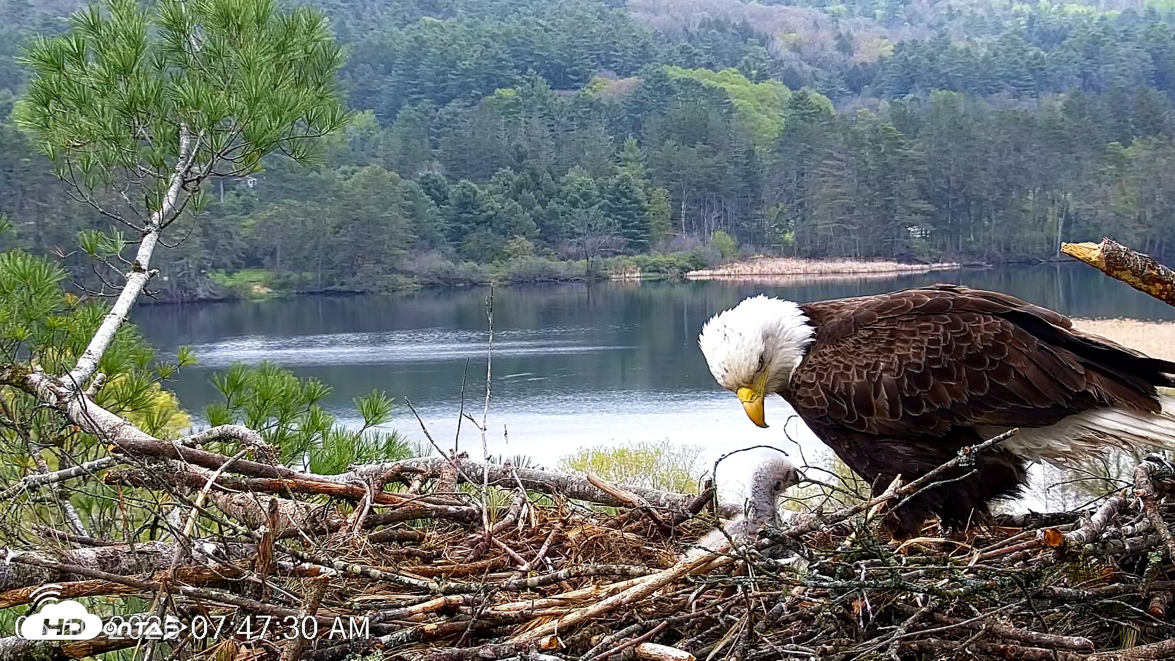 Snapshot of VINS Bald Eagles Nest Live Cams taken May 10, 2026, 7:48am EDT
