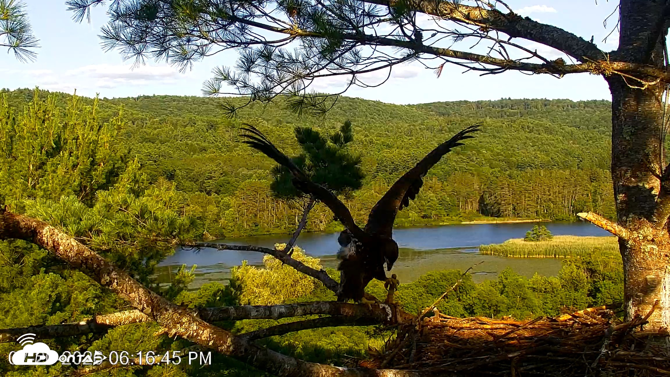 Snapshot of VINS Bald Eagles Nest Live Cams taken Jul 20, 2026, 6:17pm EDT