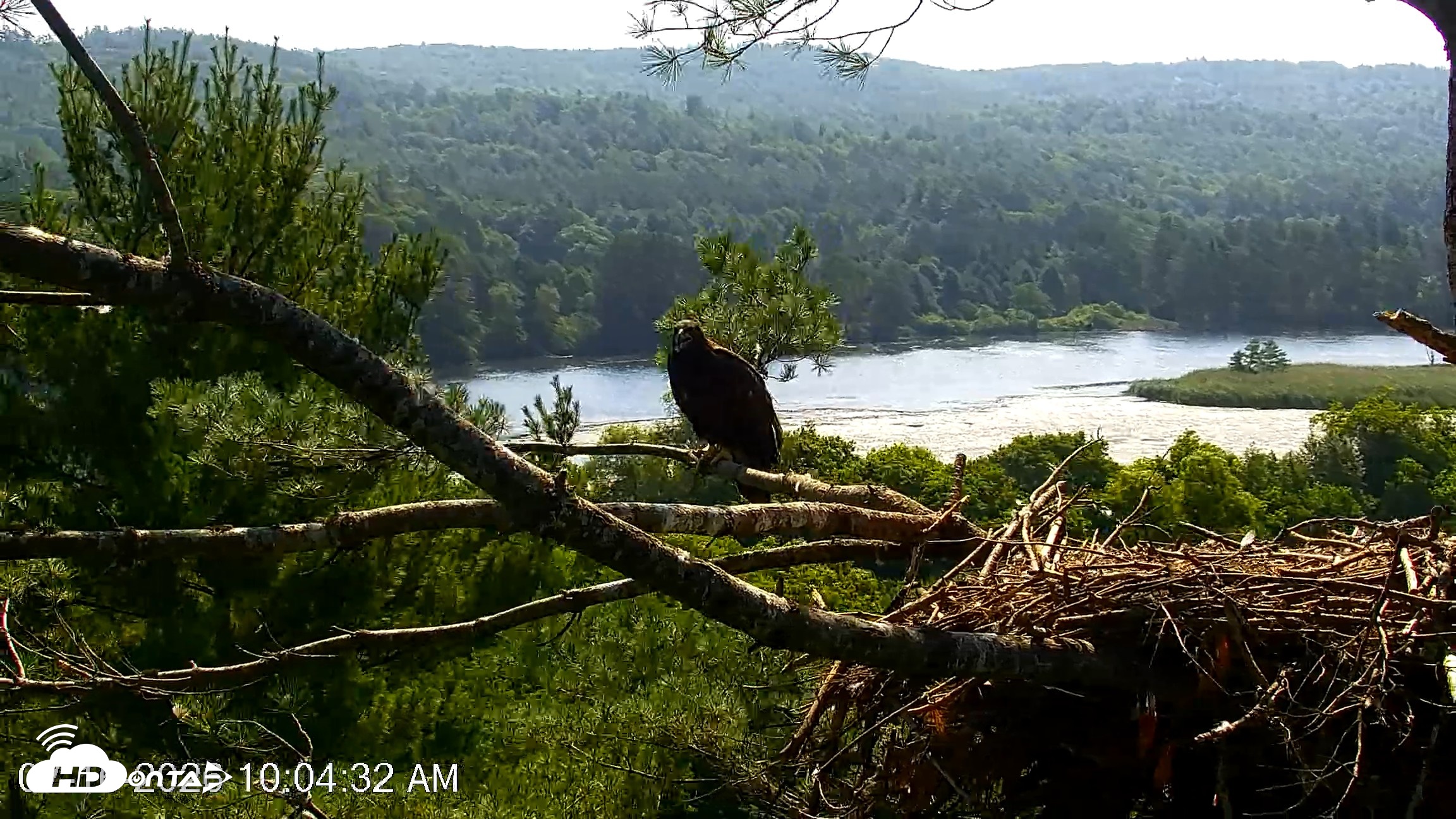 Snapshot of VINS Bald Eagles Nest Live Cams taken Jul 16, 2026, 10:05am EDT