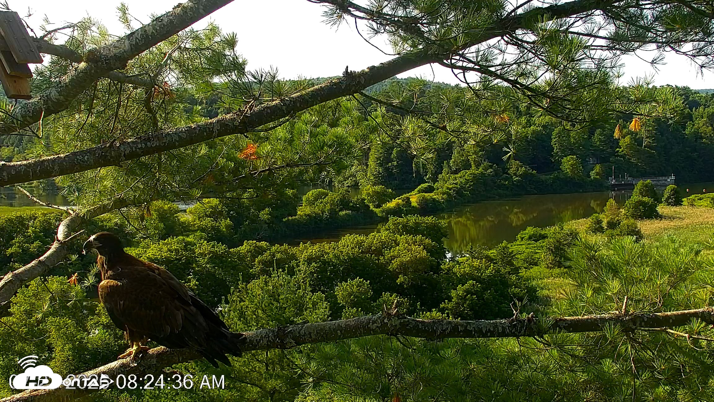 Snapshot of VINS Bald Eagles Nest Live Cams taken Jul 23, 2026, 8:25am EDT