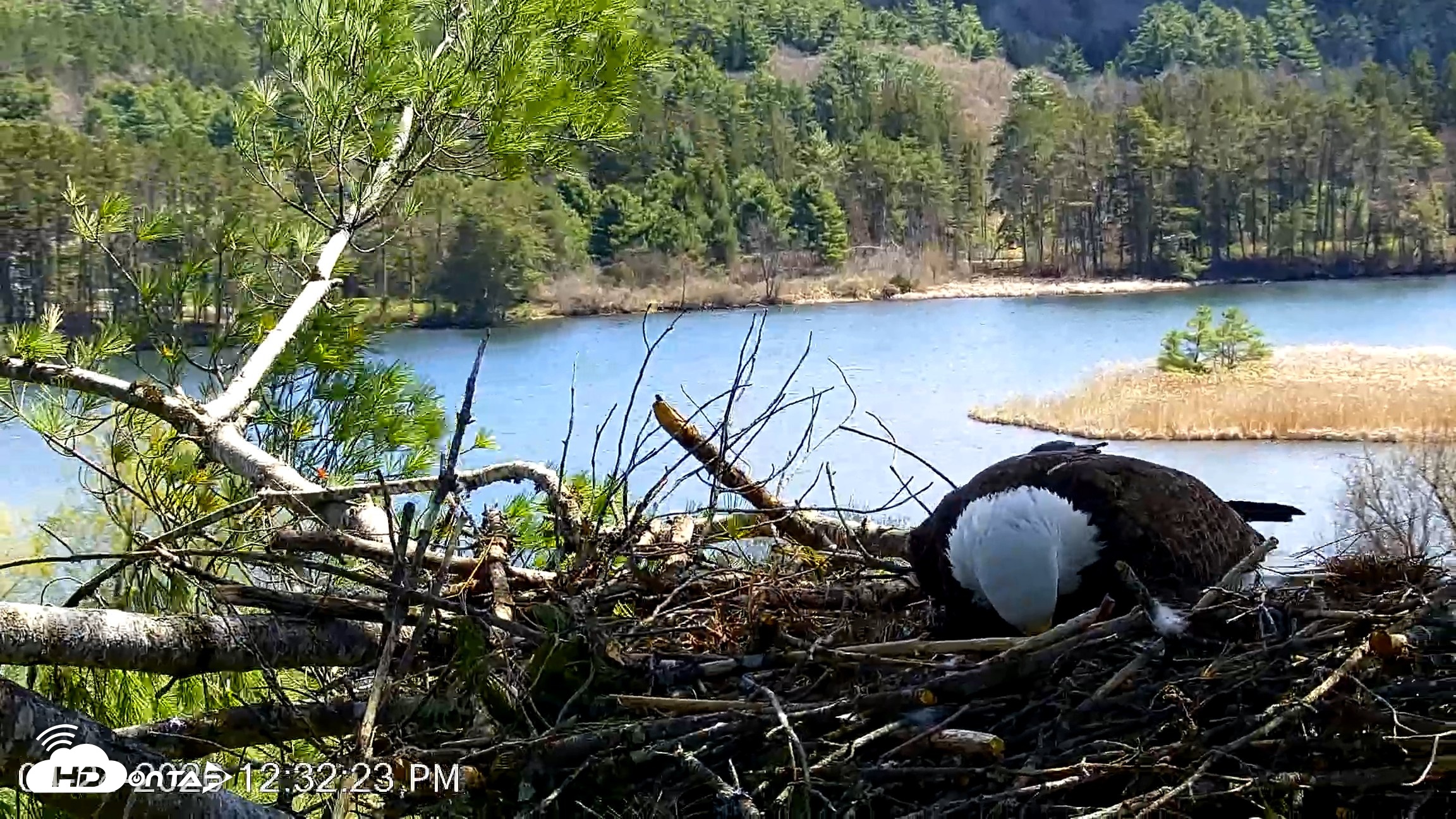 Snapshot of VINS Bald Eagles Nest Live Cams taken Apr 24, 2026, 12:33pm EDT