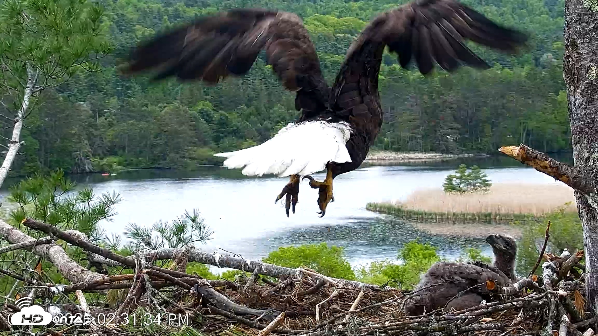 Snapshot of VINS Bald Eagles Nest Live Cams taken May 23, 2026, 2:32pm EDT