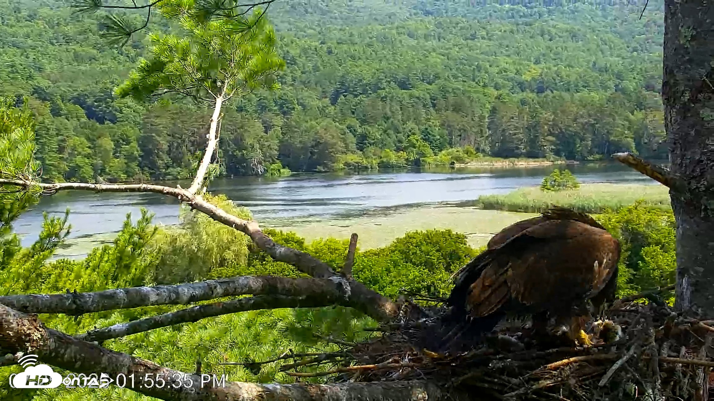 Snapshot of VINS Bald Eagles Nest Live Cams taken Jul 25, 2026, 1:56pm EDT