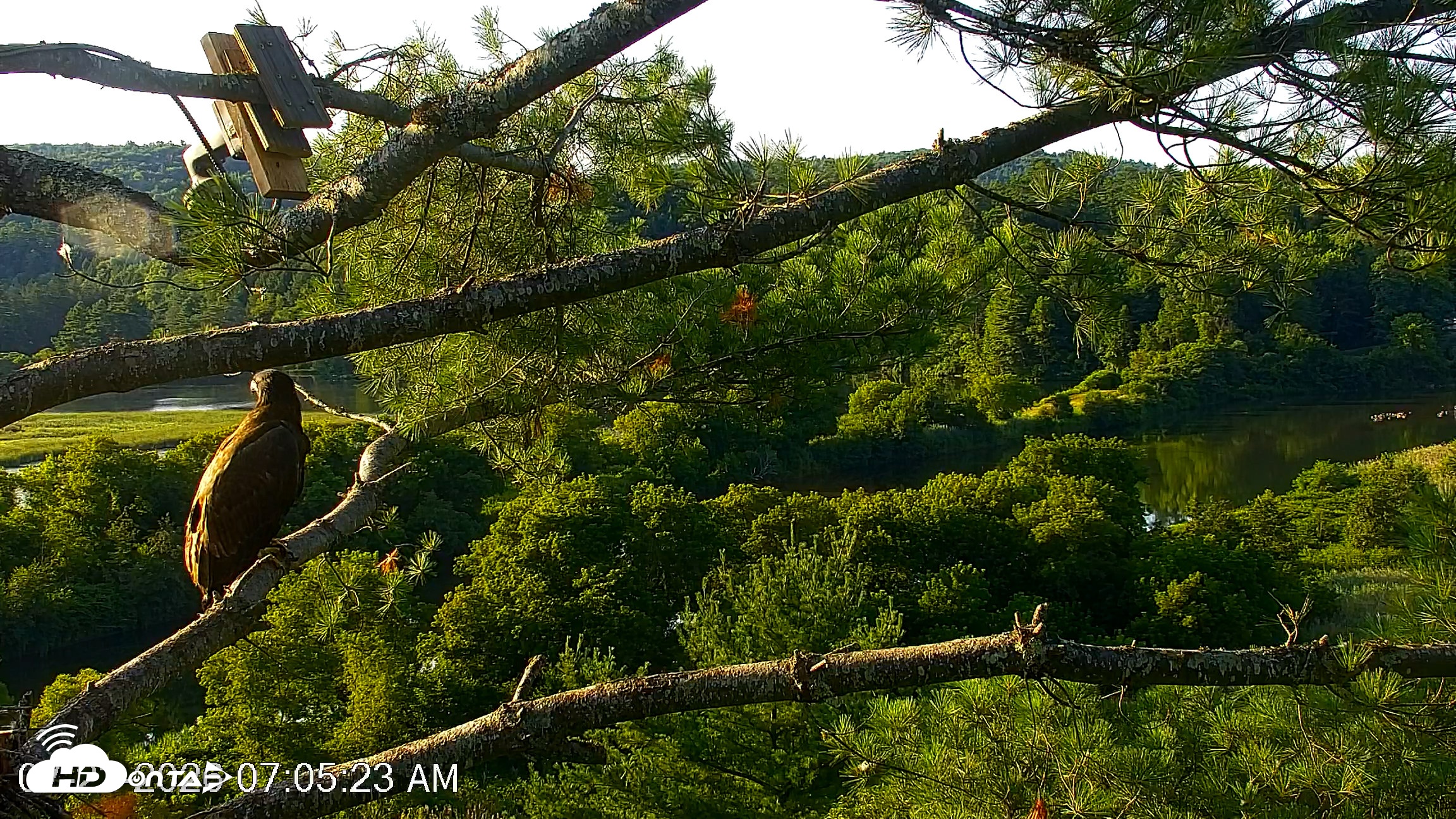 Snapshot of VINS Bald Eagles Nest Live Cams taken Jul 23, 2026, 7:06am EDT