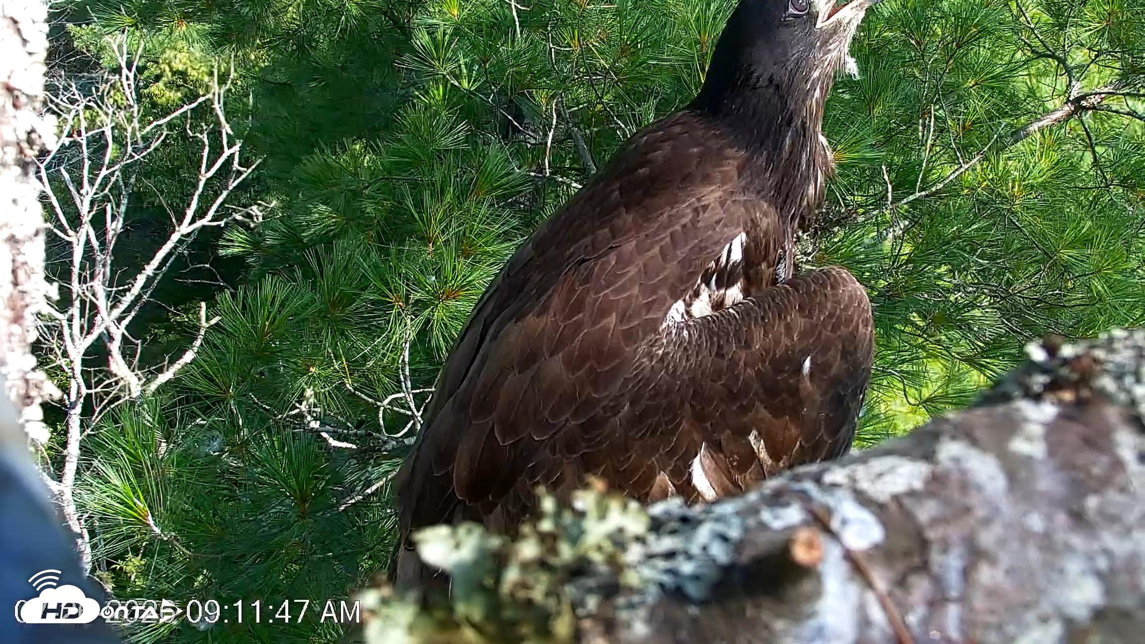 Snapshot of VINS Bald Eagles Nest Live Cams taken Jul 26, 2026, 9:12am EDT