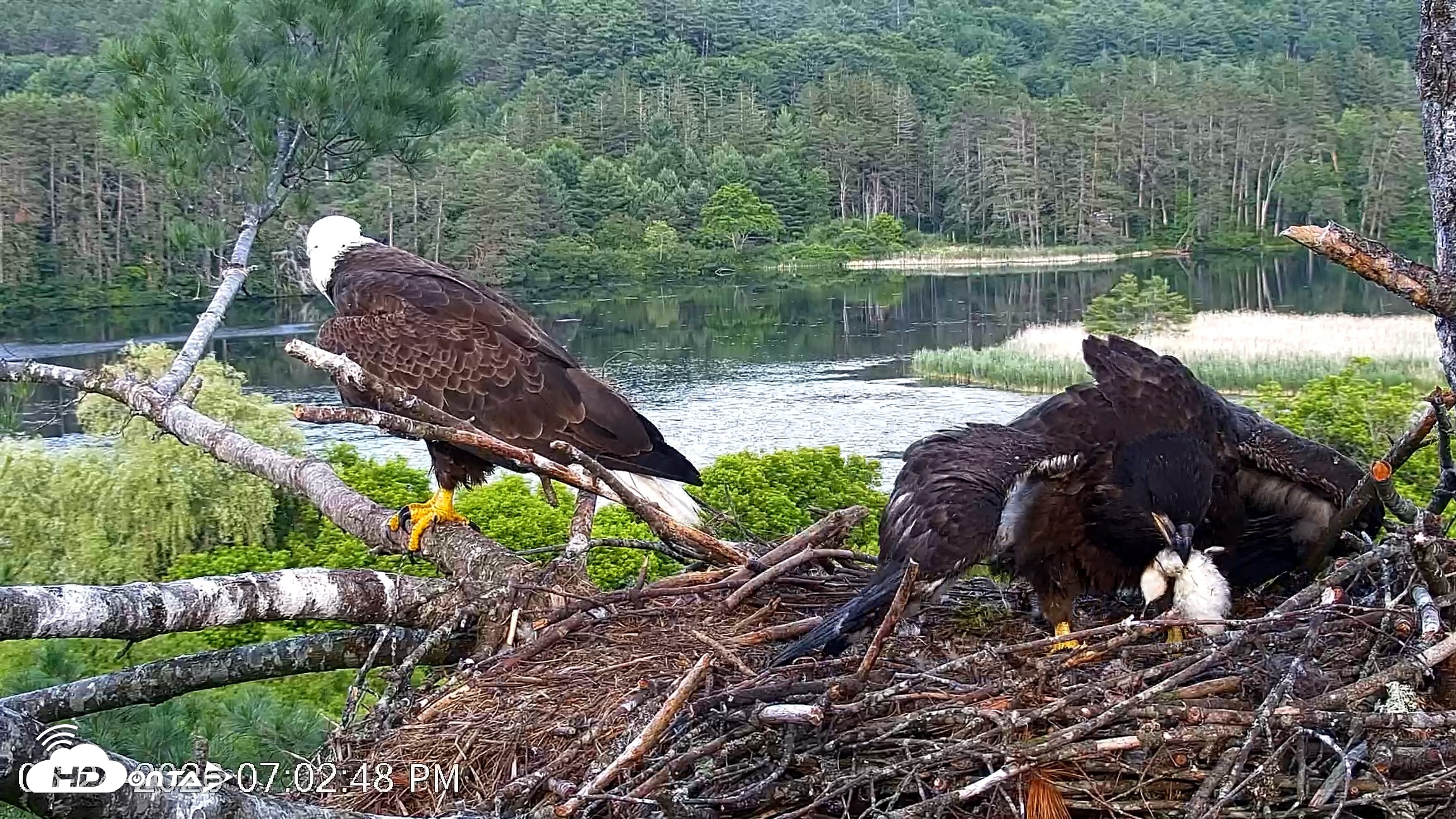 Snapshot of VINS Bald Eagles Nest Live Cams taken Jun 24, 2026, 7:03pm EDT