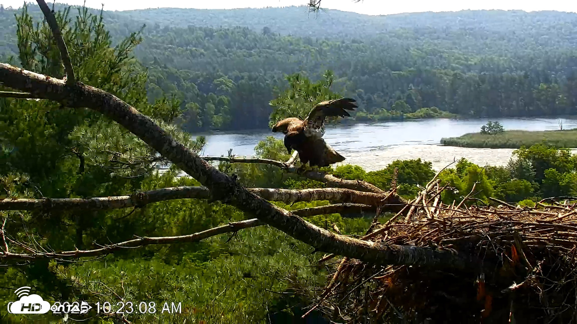Snapshot of VINS Bald Eagles Nest Live Cams taken Jul 16, 2026, 10:23am EDT