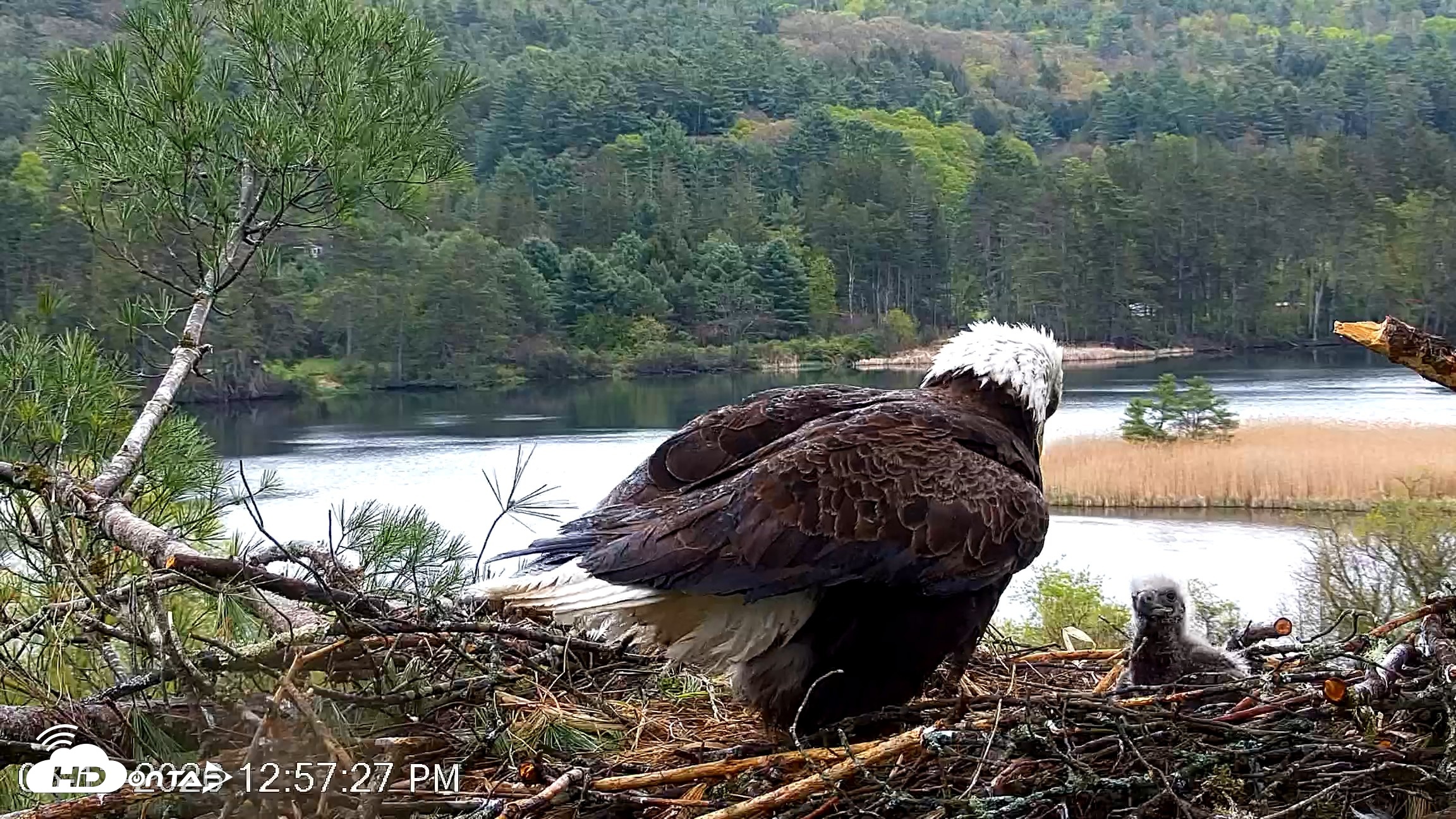 Snapshot of VINS Bald Eagles Nest Live Cams taken May 13, 2026, 12:58pm EDT