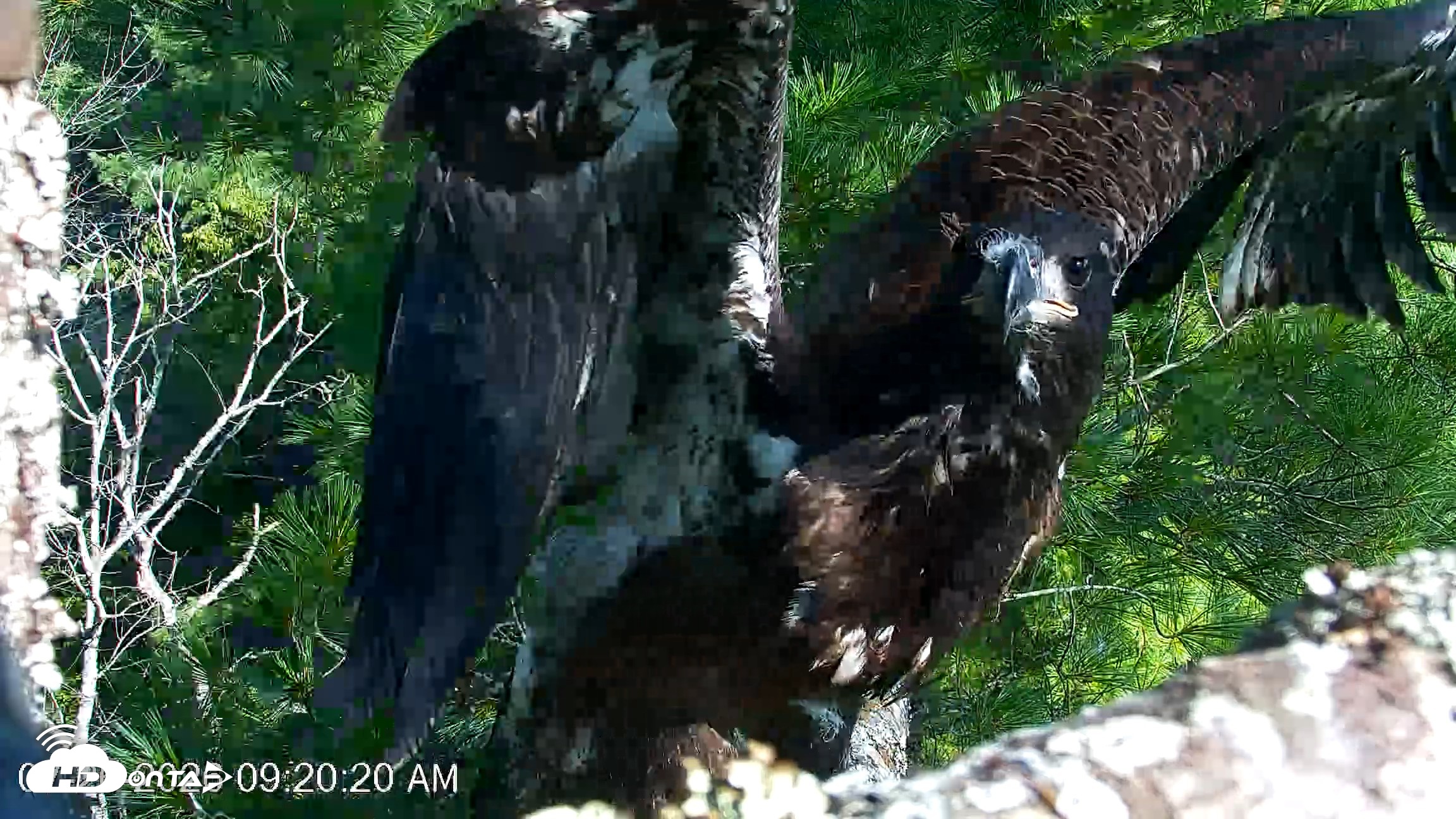 Snapshot of VINS Bald Eagles Nest Live Cams taken Jul 26, 2026, 9:20am EDT