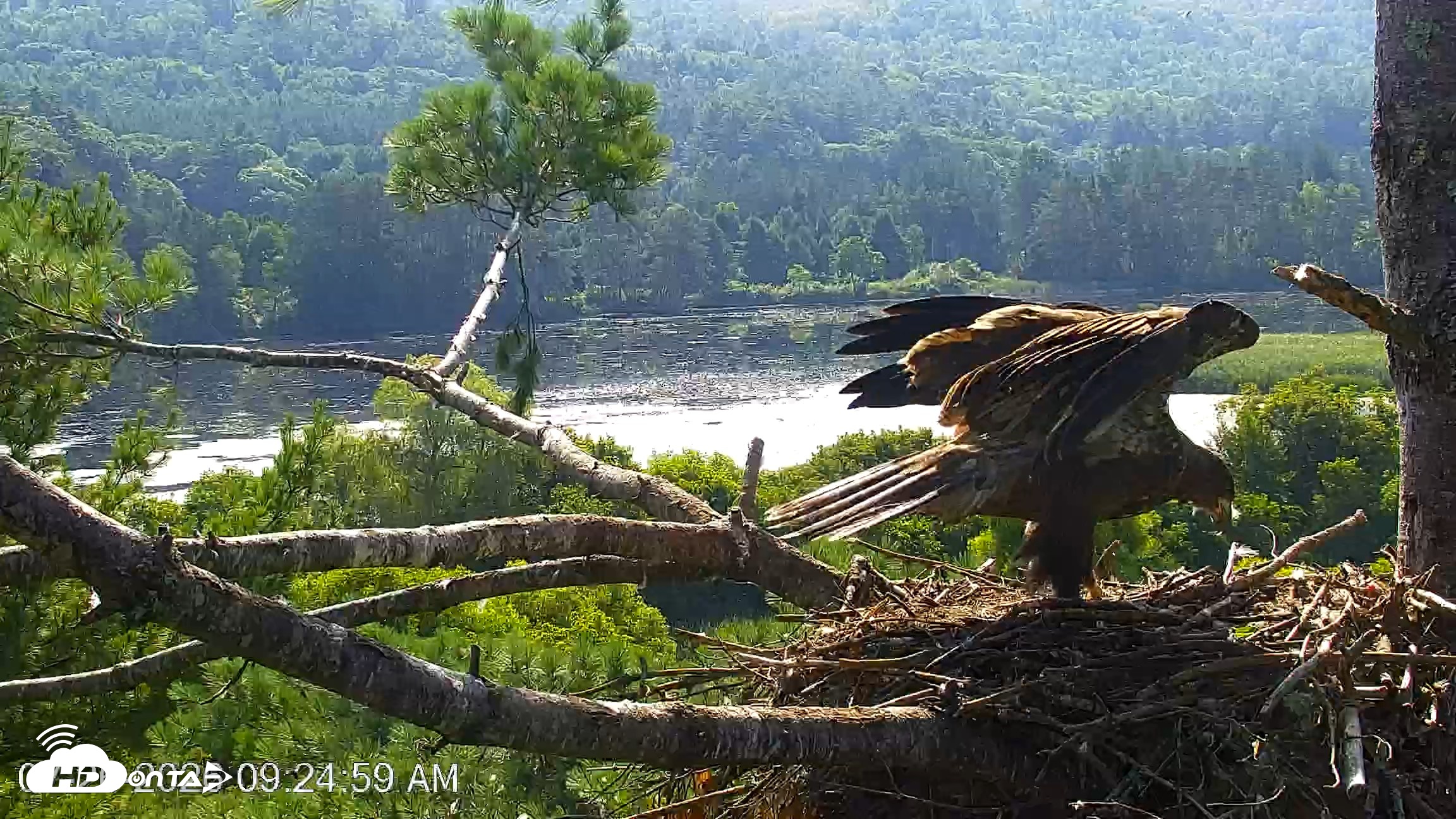 Snapshot of VINS Bald Eagles Nest Live Cams taken Jul 26, 2026, 9:25am EDT