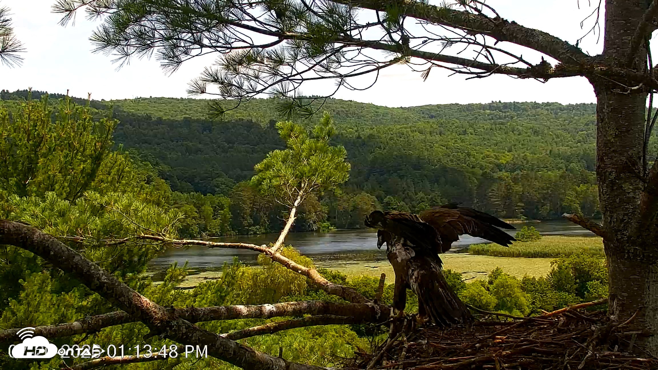 Snapshot of VINS Bald Eagles Nest Live Cams taken Jul 20, 2026, 1:14pm EDT