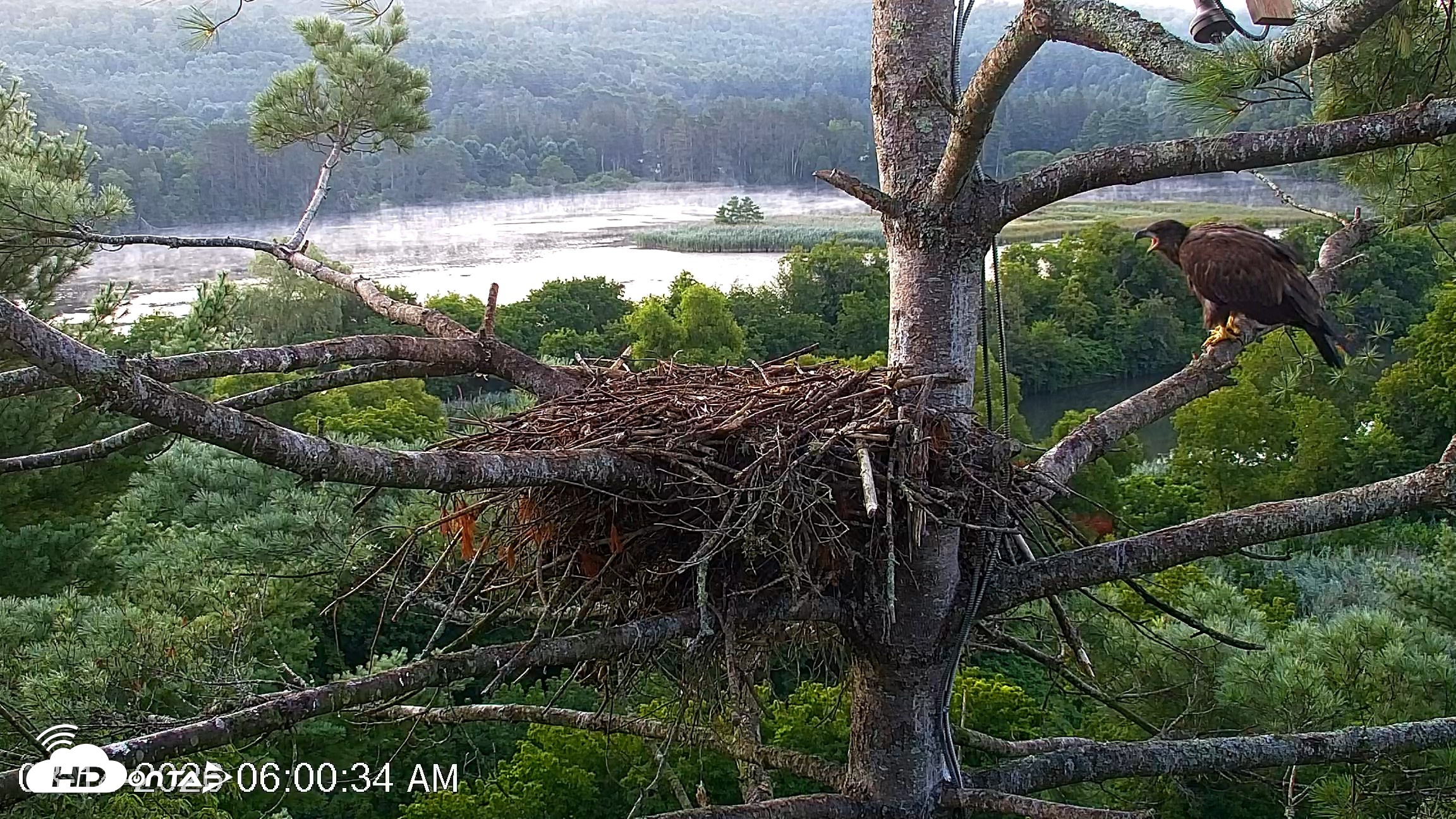 Snapshot of VINS Bald Eagles Nest Live Cams taken Aug 14, 2026, 6:01am EDT