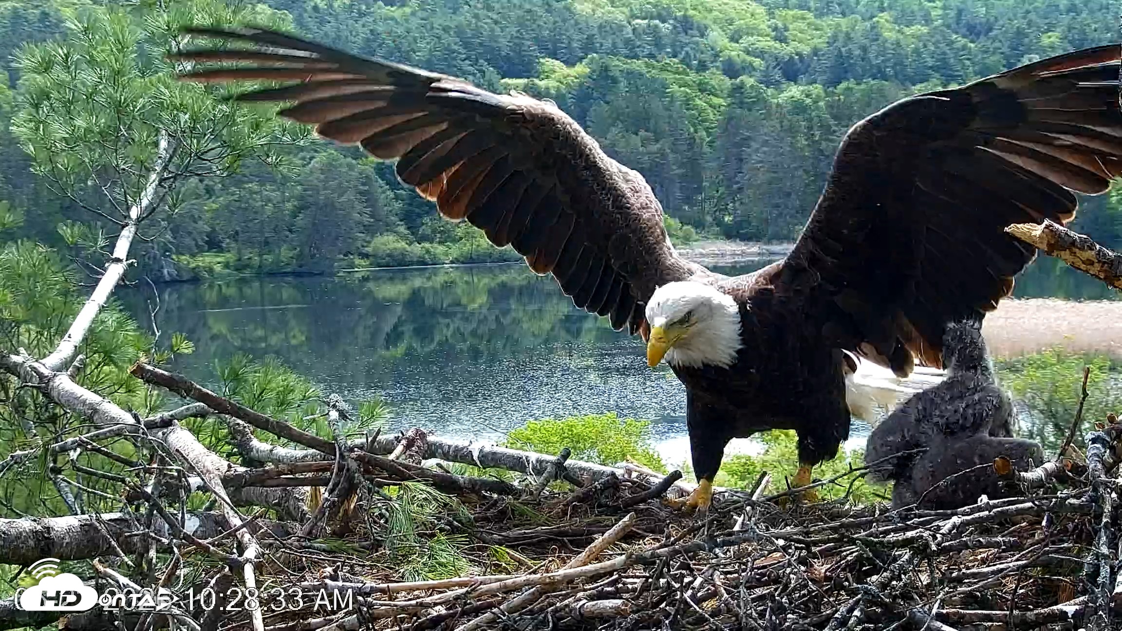 Snapshot of VINS Bald Eagles Nest Live Cams taken May 23, 2026, 10:30am EDT