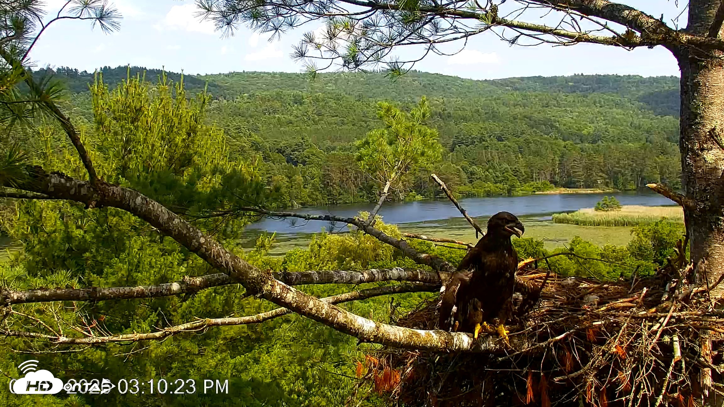 Snapshot of VINS Bald Eagles Nest Live Cams taken Jul 3, 2026, 3:11pm EDT