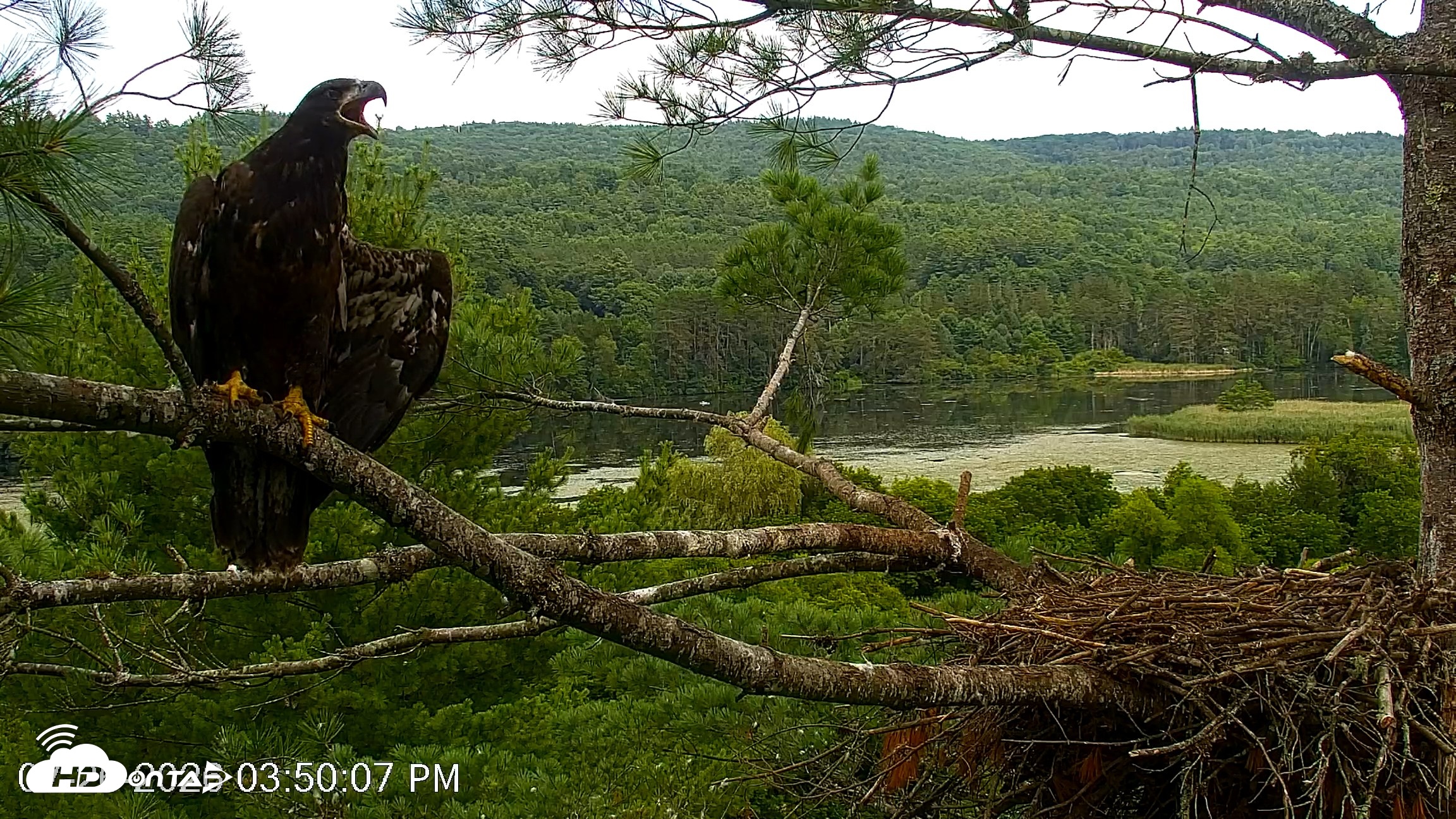Snapshot of VINS Bald Eagles Nest Live Cams taken Jul 26, 2026, 3:52pm EDT