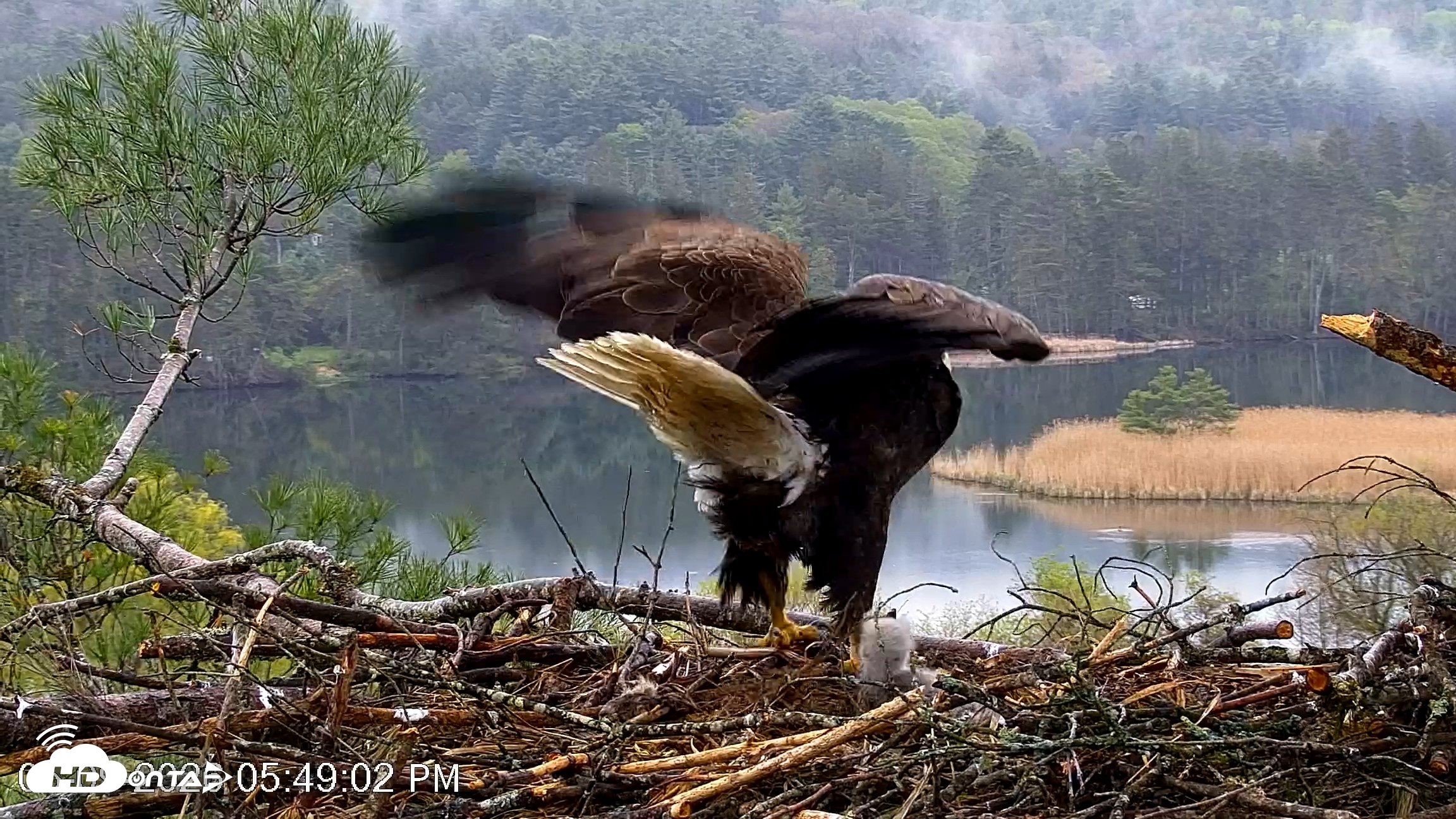 Snapshot of VINS Bald Eagles Nest Live Cams taken May 9, 2026, 5:49pm EDT