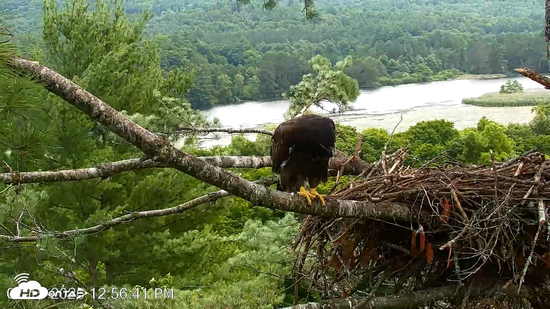 Snapshot of VINS Bald Eagles Nest Live Cams taken Jul 15, 2026, 12:57pm EDT