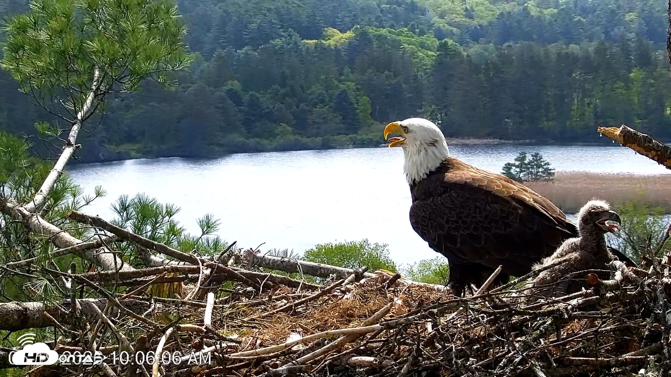 Snapshot of VINS Bald Eagles Nest Live Cams taken May 19, 2026, 10:06am EDT