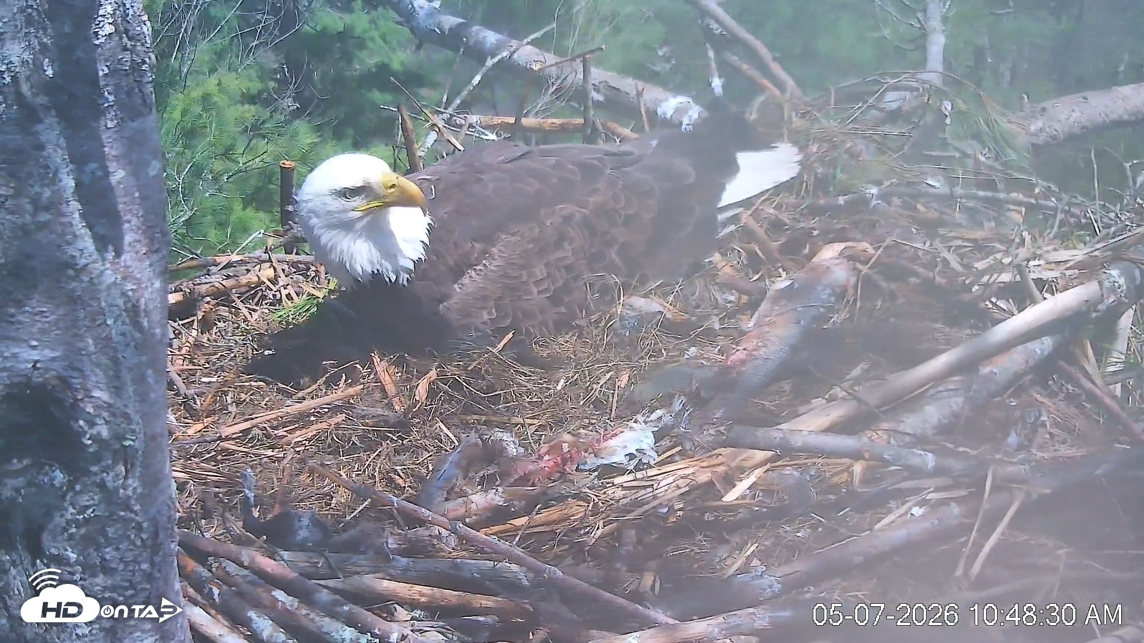 Snapshot of VINS Bald Eagles Nest Live Cams taken May 7, 2026, 10:49am EDT