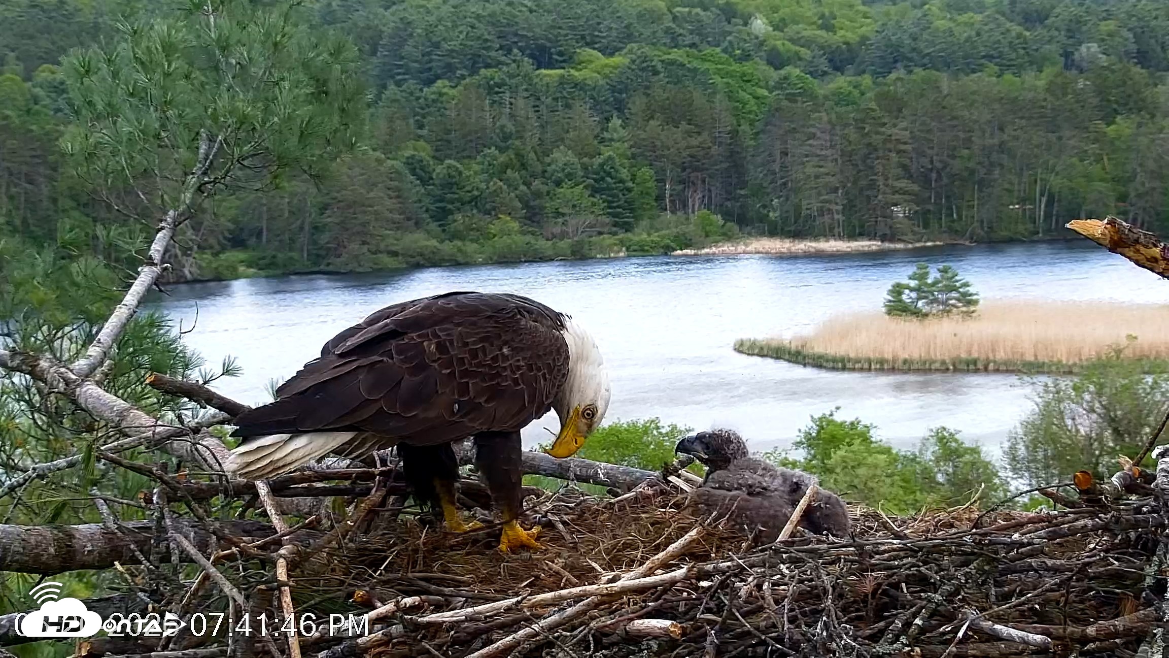 Snapshot of VINS Bald Eagles Nest Live Cams taken May 20, 2026, 7:42pm EDT