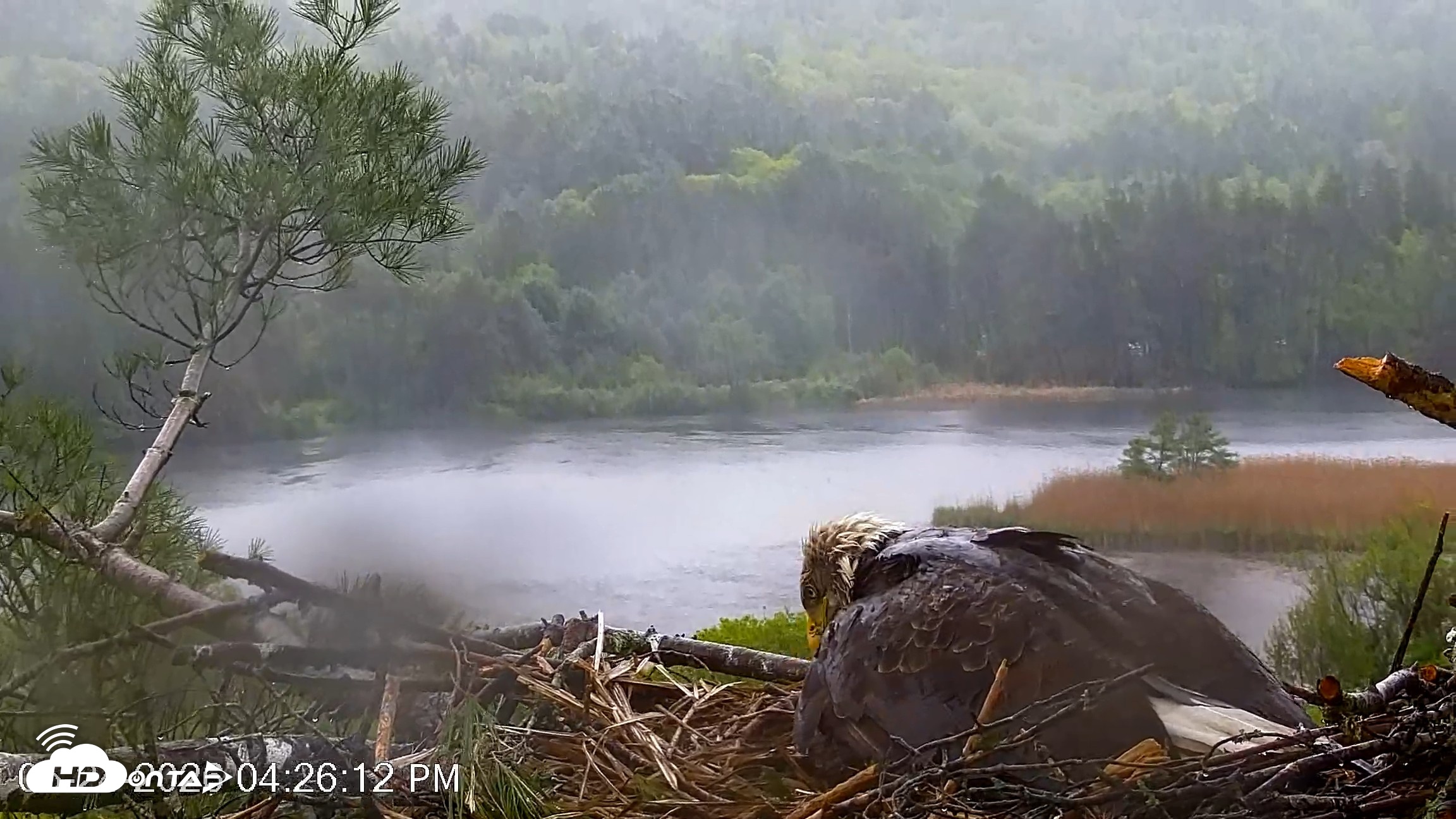 Snapshot of VINS Bald Eagles Nest Live Cams taken May 24, 2026, 4:27pm EDT