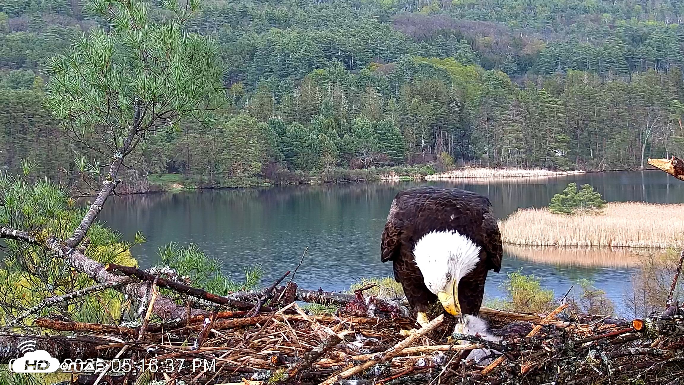 Snapshot of VINS Bald Eagles Nest Live Cams taken May 5, 2026, 5:17pm EDT