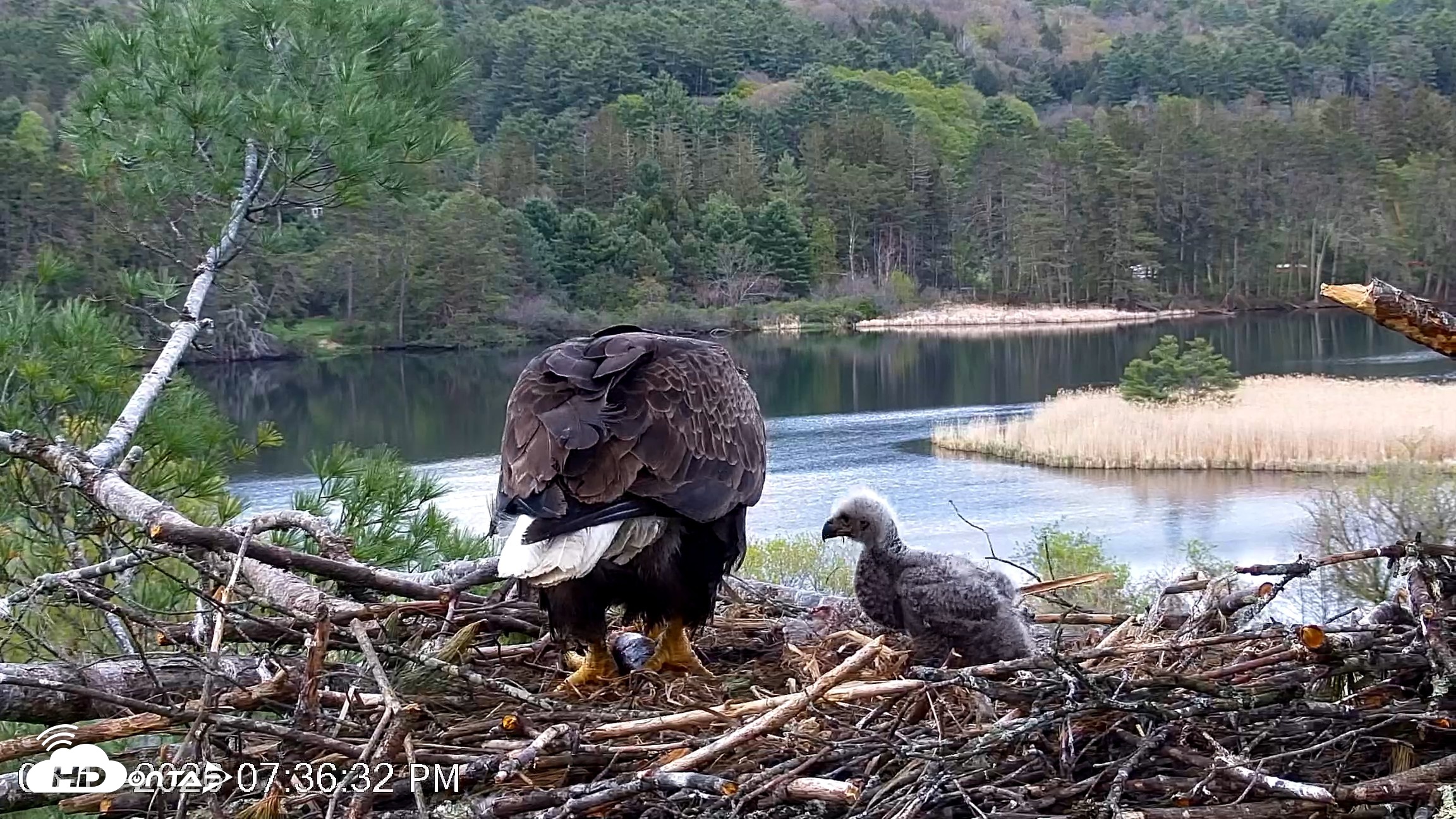 Snapshot of VINS Bald Eagles Nest Live Cams taken May 11, 2026, 7:37pm EDT