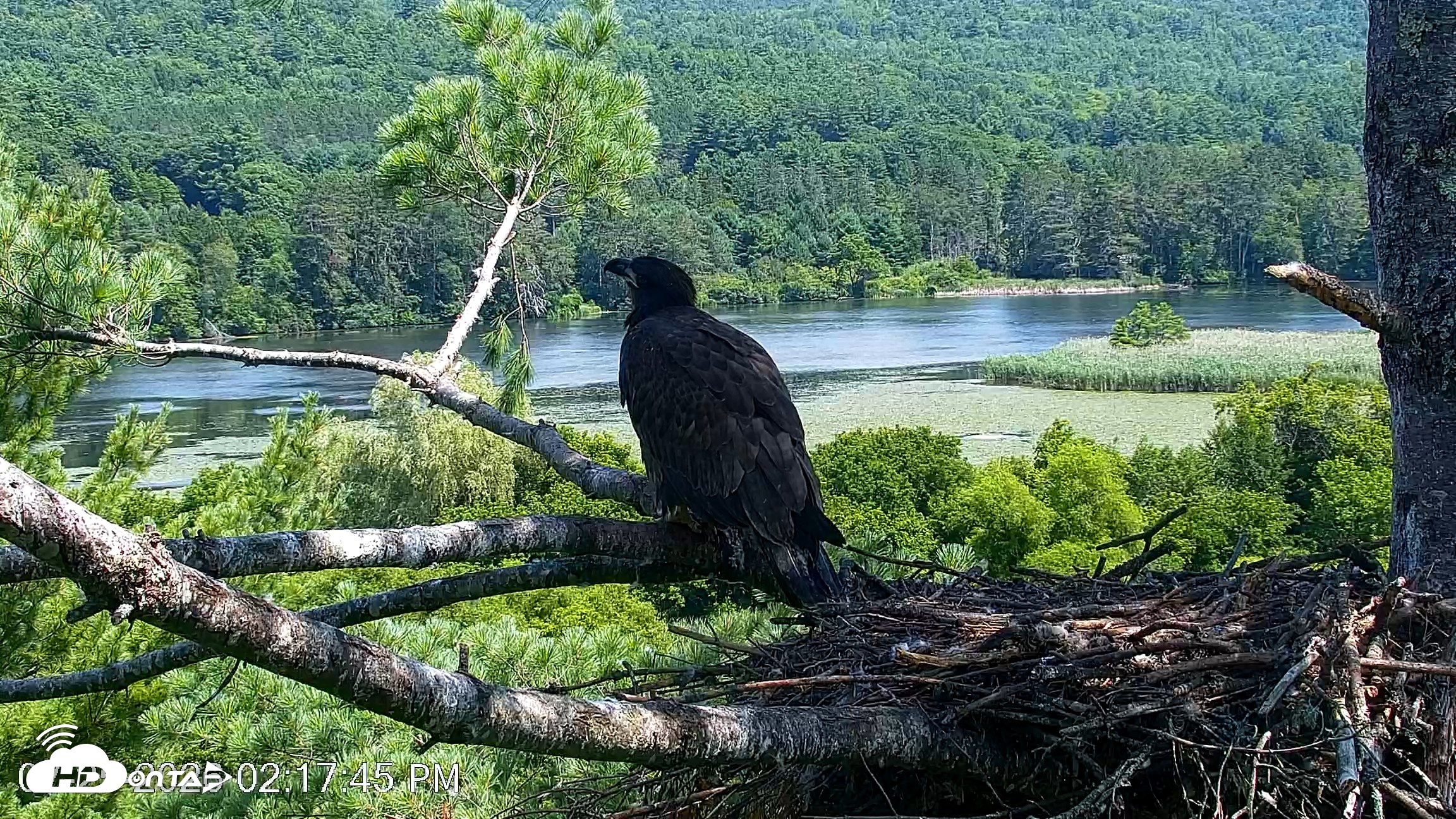 Snapshot of VINS Bald Eagles Nest Live Cams taken Jul 25, 2026, 2:18pm EDT