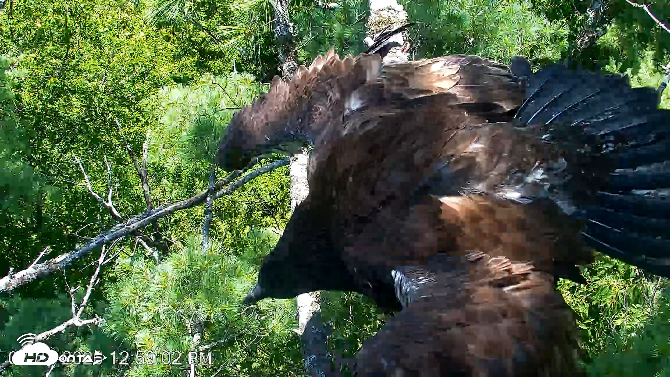 Snapshot of VINS Bald Eagles Nest Live Cams taken Jul 27, 2026, 12:59pm EDT