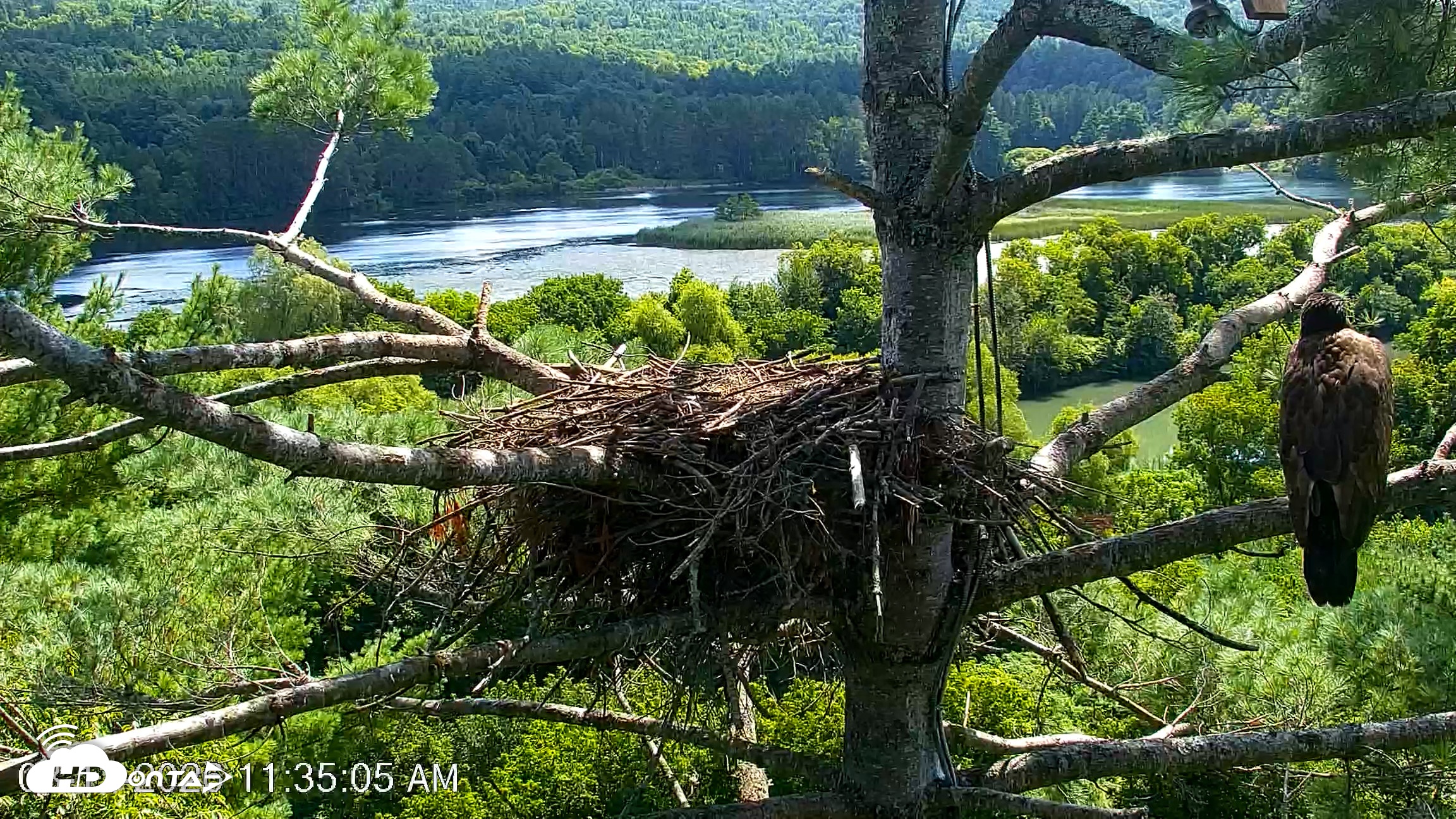 Snapshot of VINS Bald Eagles Nest Live Cams taken Aug 13, 2026, 11:35am EDT