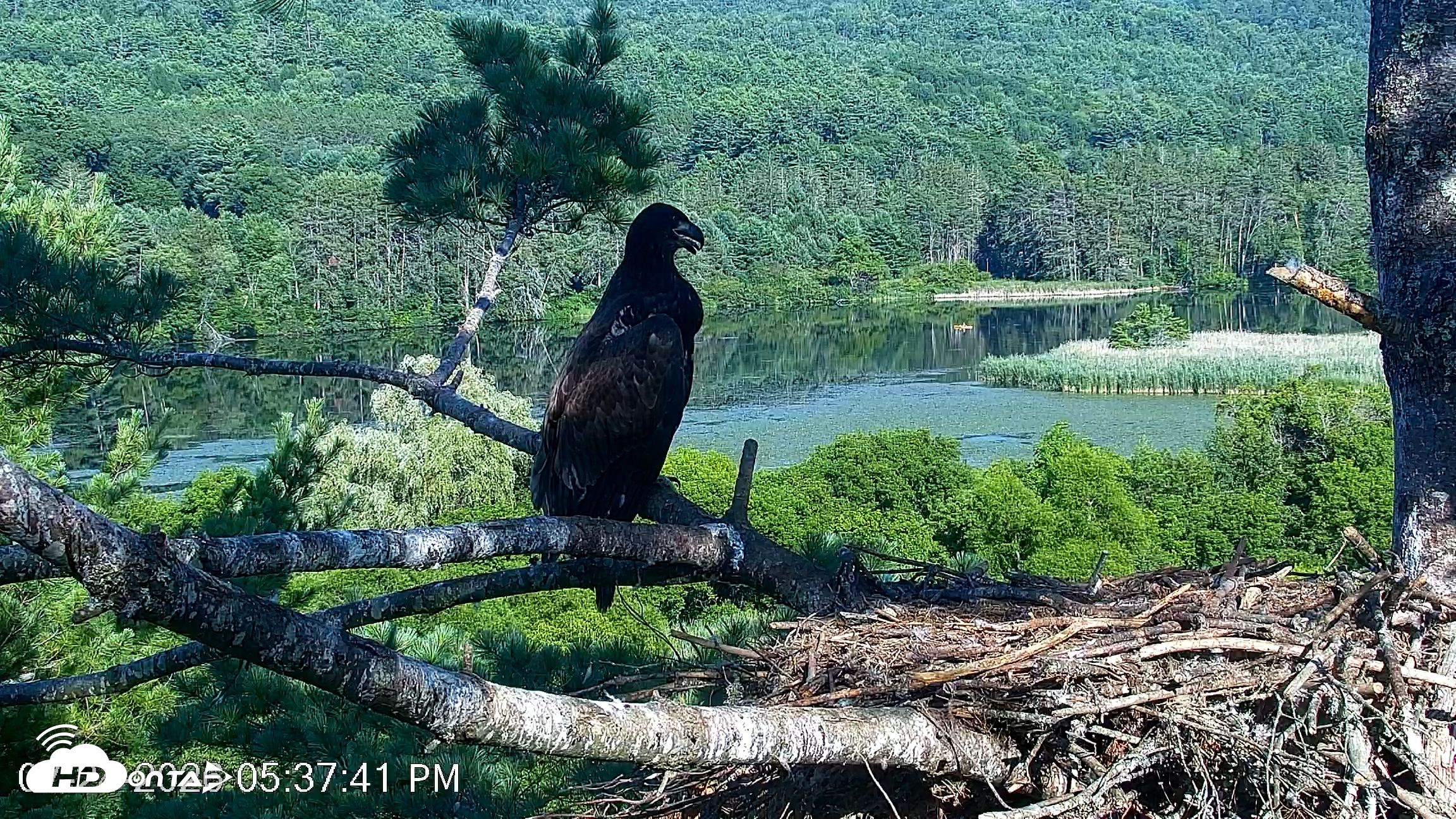 Snapshot of VINS Bald Eagles Nest Live Cams taken Jul 24, 2026, 5:38pm EDT