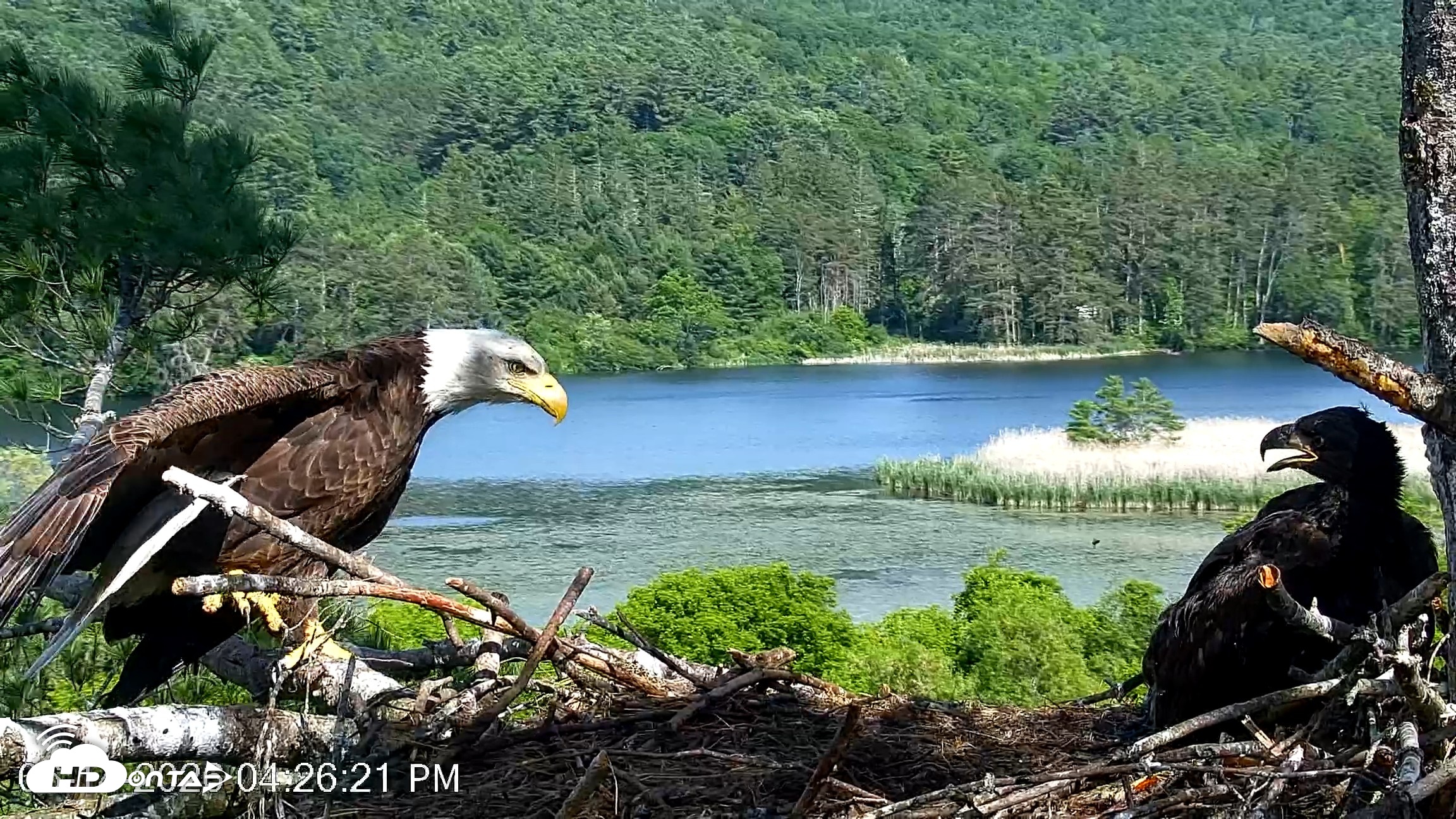 Snapshot of VINS Bald Eagles Nest Live Cams taken Jun 14, 2026, 4:27pm EDT