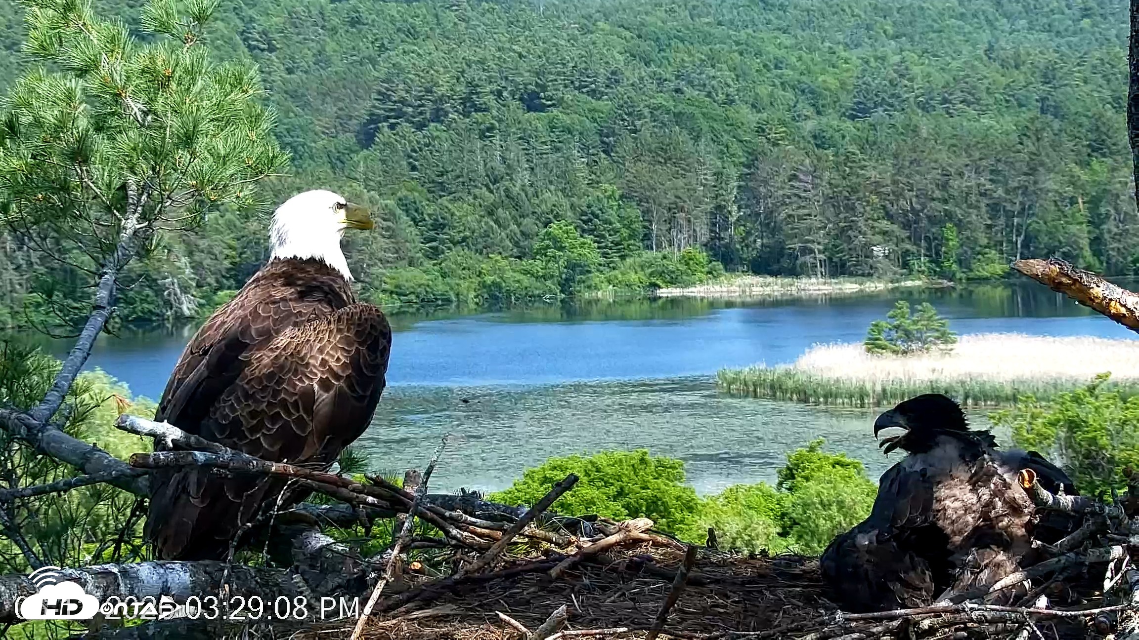 Snapshot of VINS Bald Eagles Nest Live Cams taken Jun 12, 2026, 3:29pm EDT