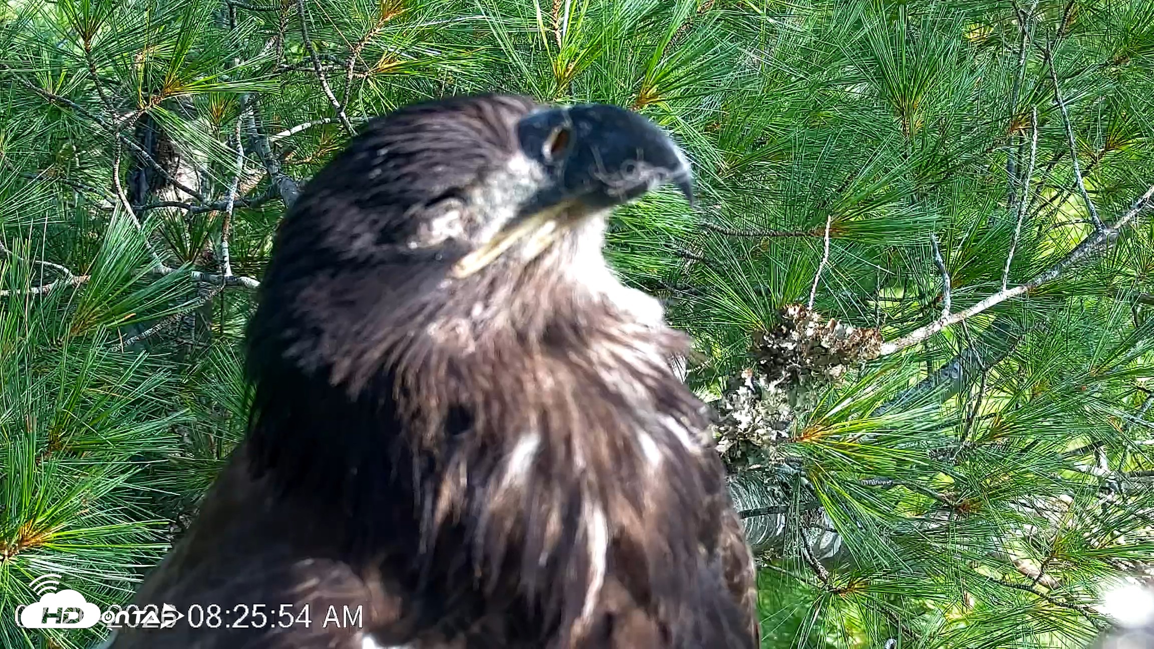 Snapshot of VINS Bald Eagles Nest Live Cams taken Jul 26, 2026, 8:26am EDT