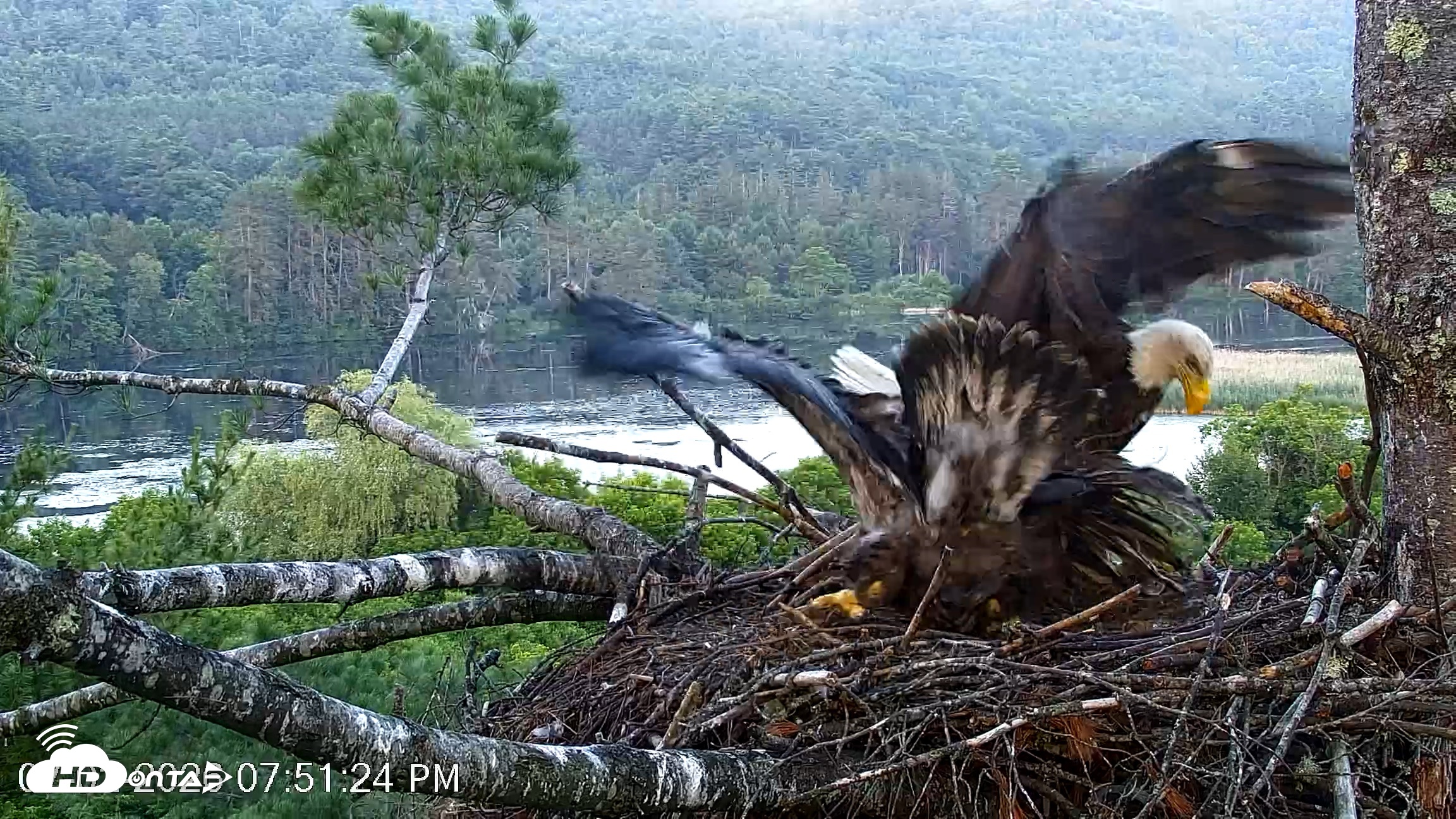 Snapshot of VINS Bald Eagles Nest Live Cams taken Jul 2, 2026, 7:52pm EDT