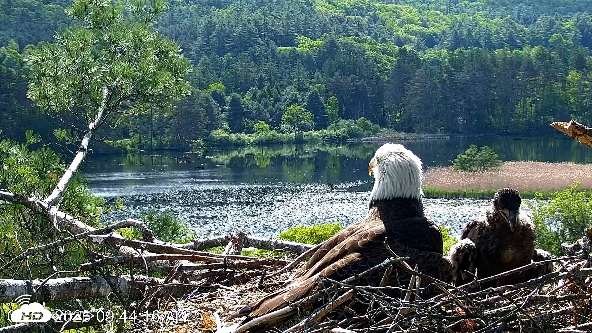 Snapshot of VINS Bald Eagles Nest Live Cams taken Jun 1, 2026, 9:45am EDT