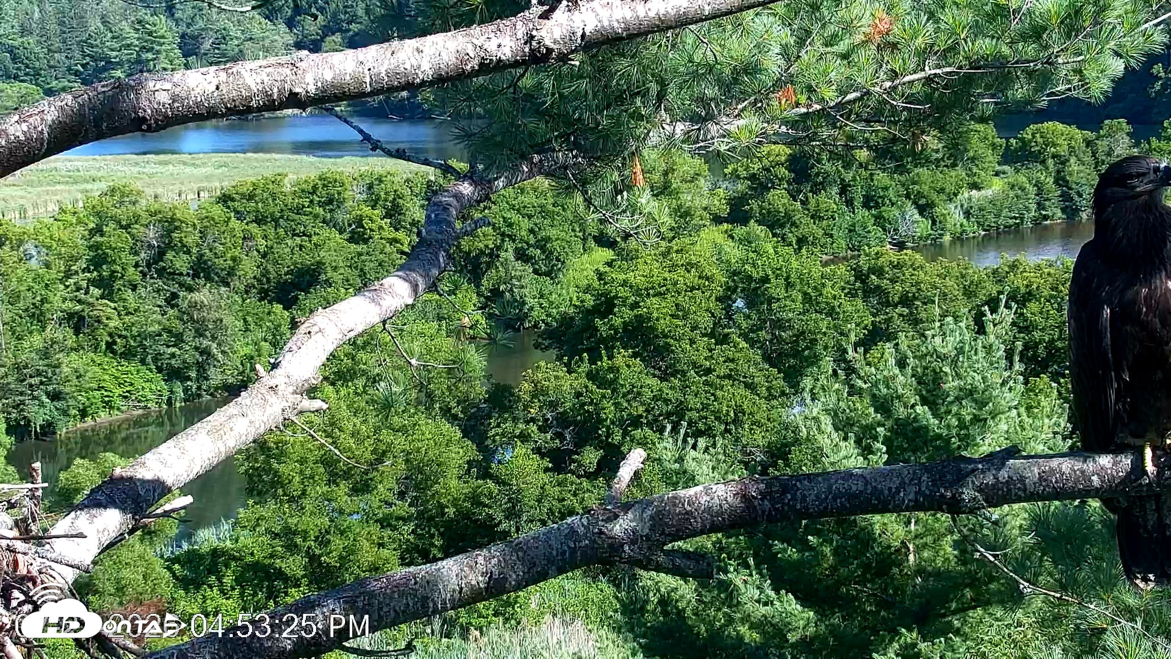 Snapshot of VINS Bald Eagles Nest Live Cams taken Jul 23, 2026, 4:54pm EDT