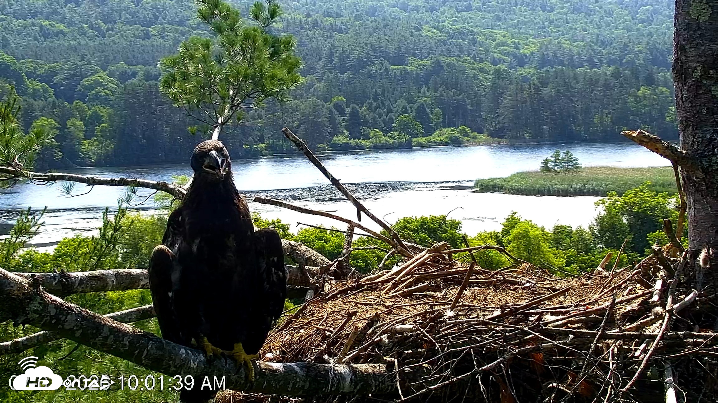 Snapshot of VINS Bald Eagles Nest Live Cams taken Jul 3, 2026, 10:02am EDT