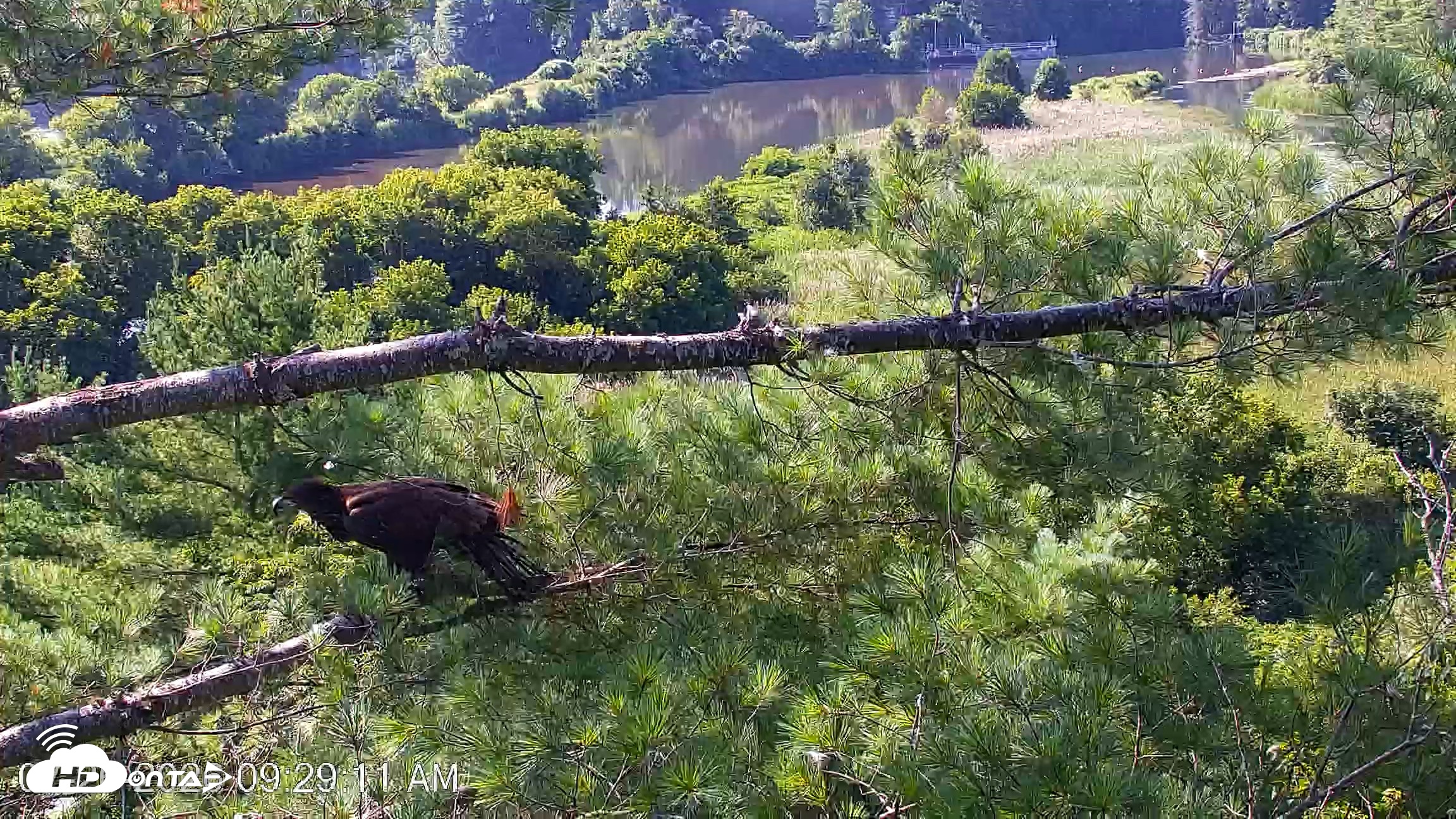 Snapshot of VINS Bald Eagles Nest Live Cams taken Jul 26, 2026, 9:29am EDT