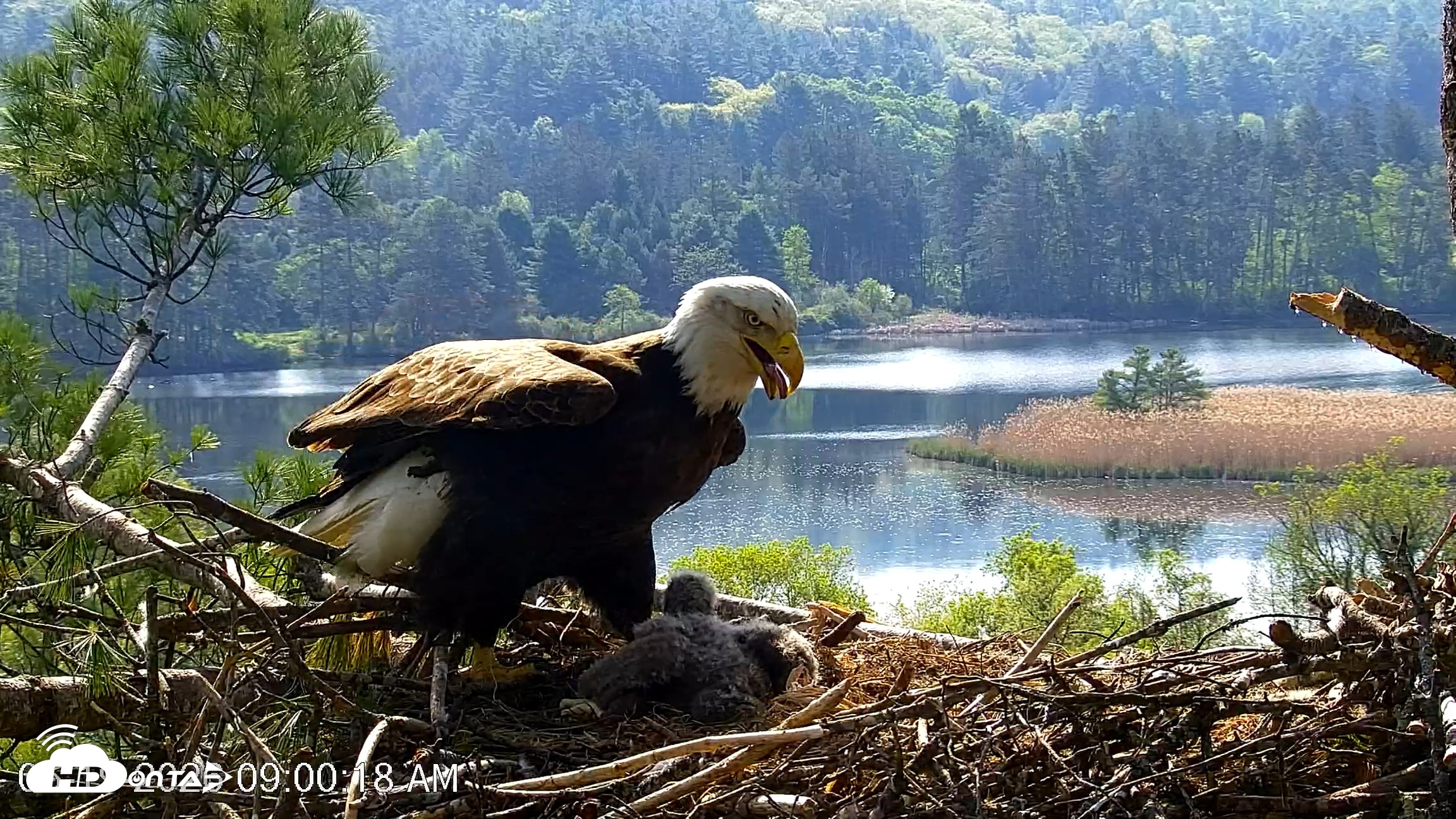 Snapshot of VINS Bald Eagles Nest Live Cams taken May 19, 2026, 9:01am EDT