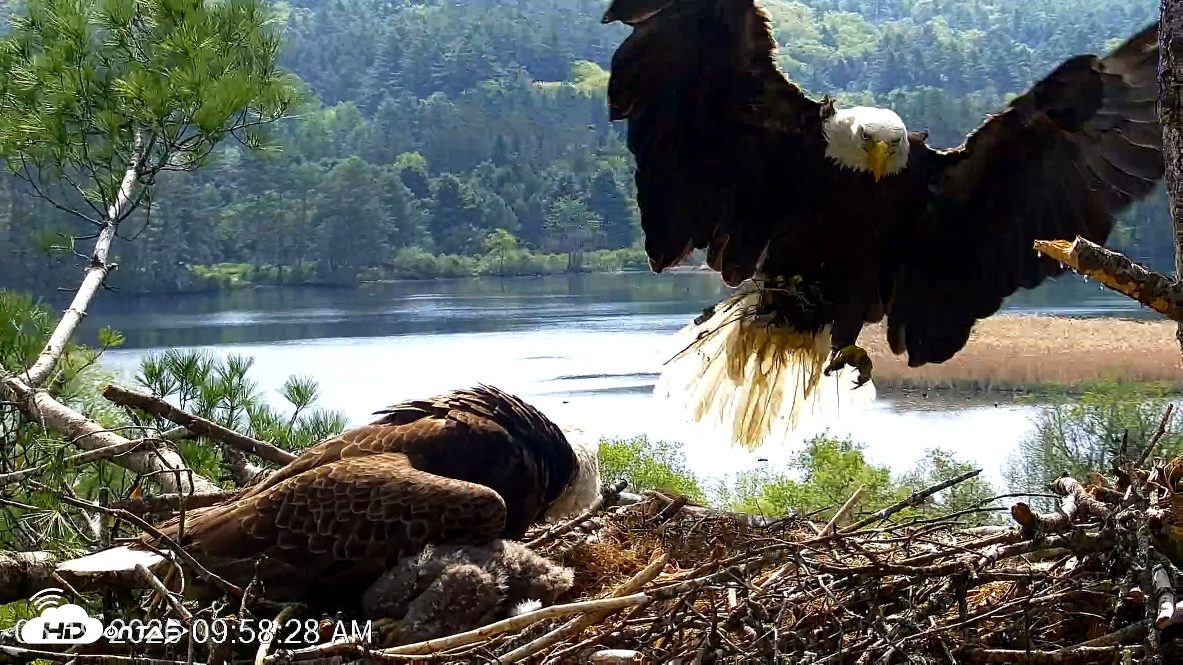 Snapshot of VINS Bald Eagles Nest Live Cams taken May 19, 2026, 9:59am EDT