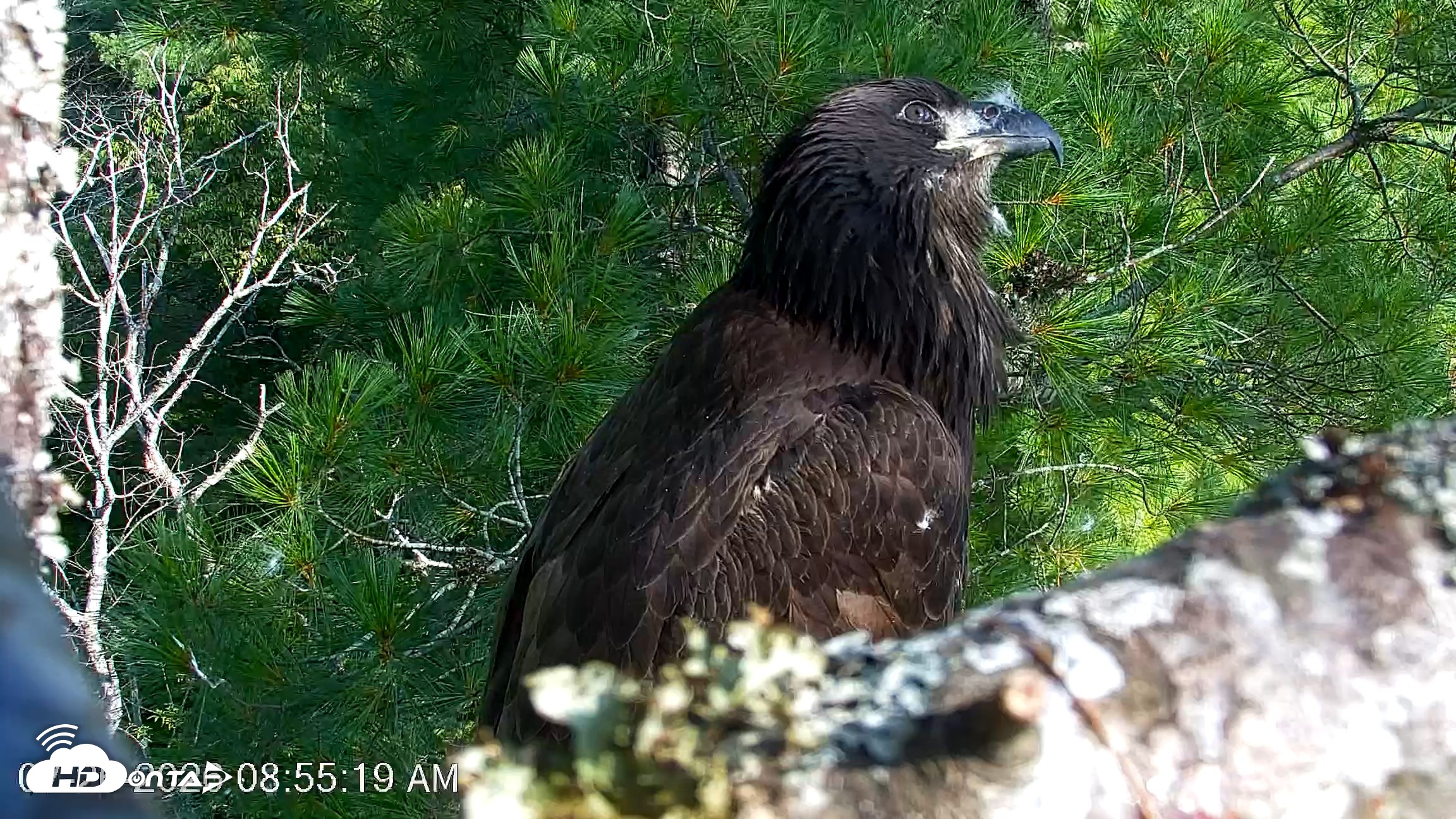 Snapshot of VINS Bald Eagles Nest Live Cams taken Jul 26, 2026, 8:56am EDT