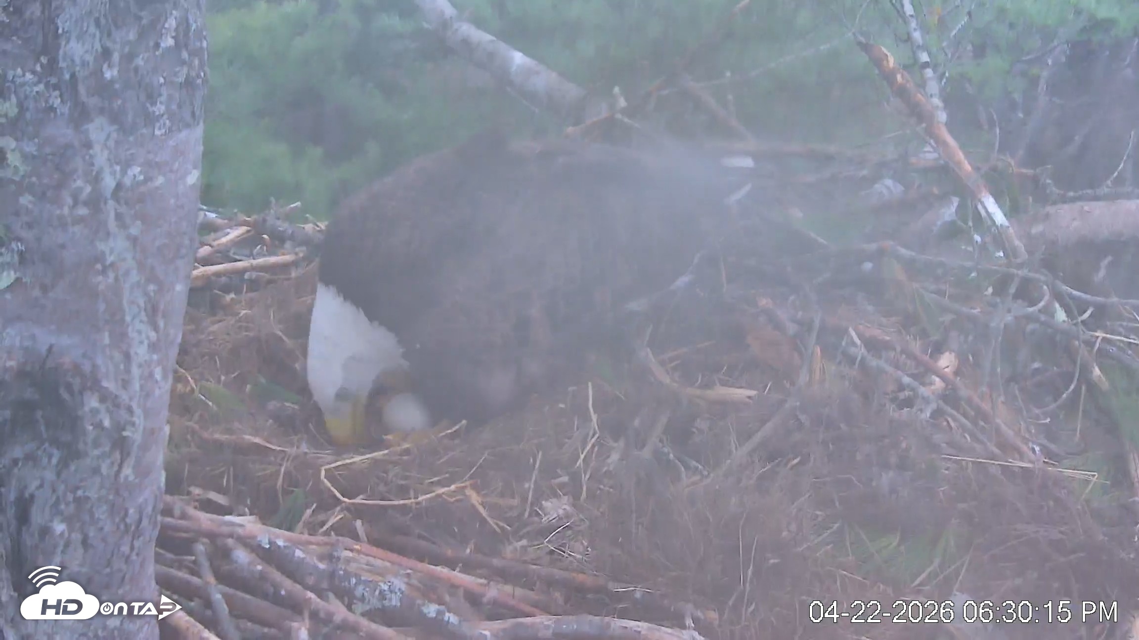 Snapshot of VINS Bald Eagles Nest Live Cams taken Apr 22, 2026, 6:31pm EDT