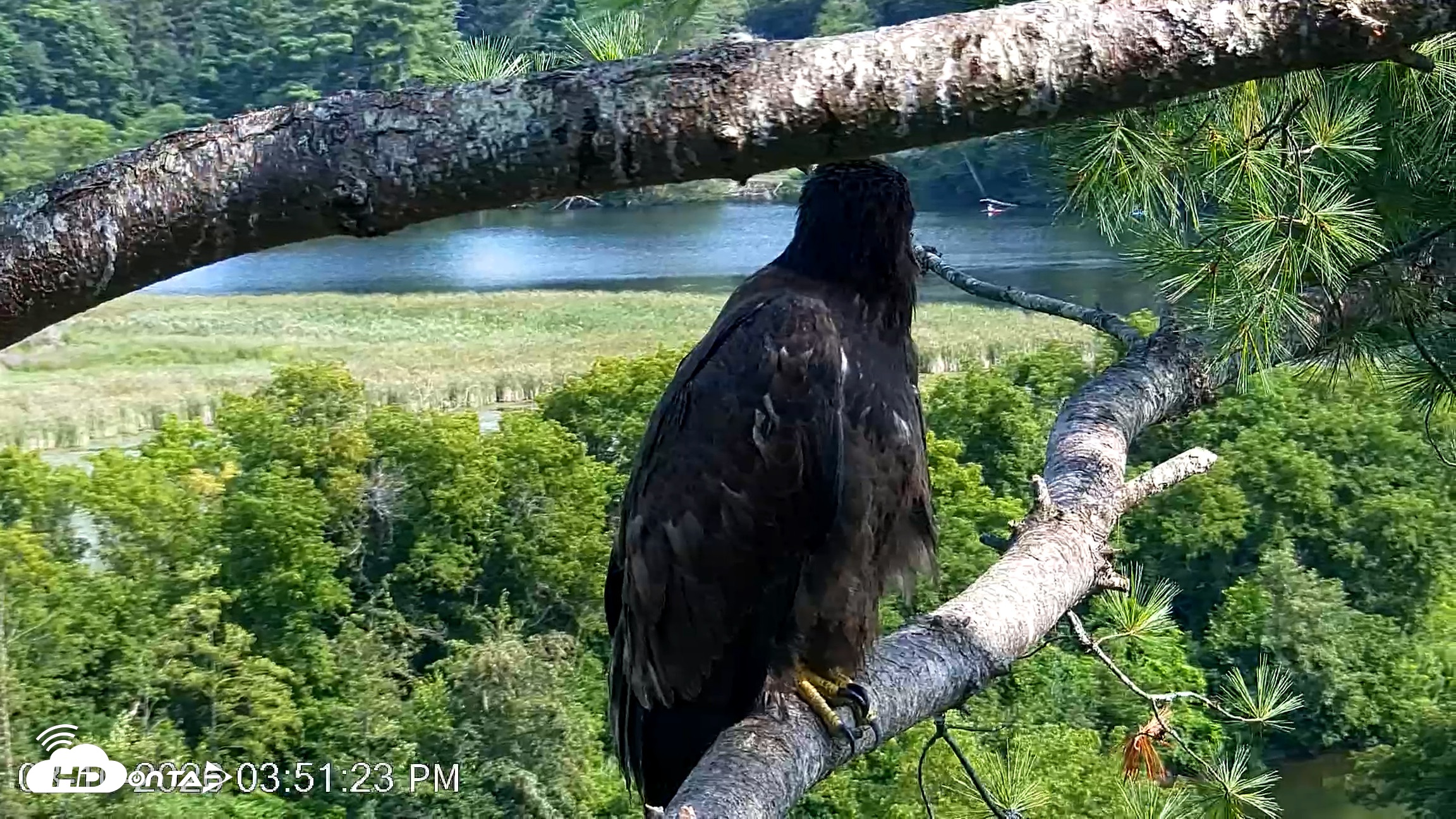 Snapshot of VINS Bald Eagles Nest Live Cams taken Aug 10, 2026, 3:52pm EDT
