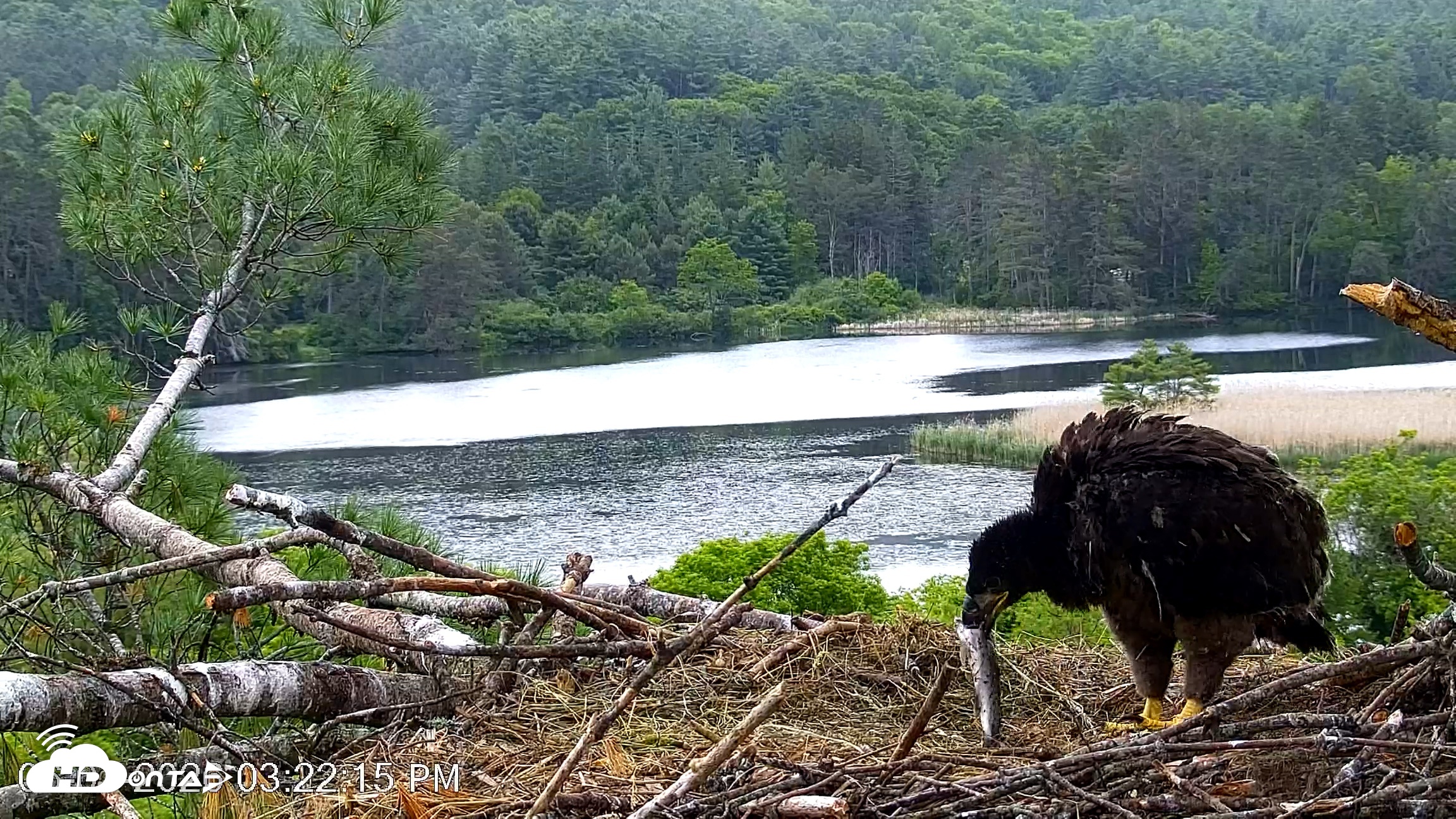 Snapshot of VINS Bald Eagles Nest Live Cams taken Jun 7, 2026, 3:23pm EDT