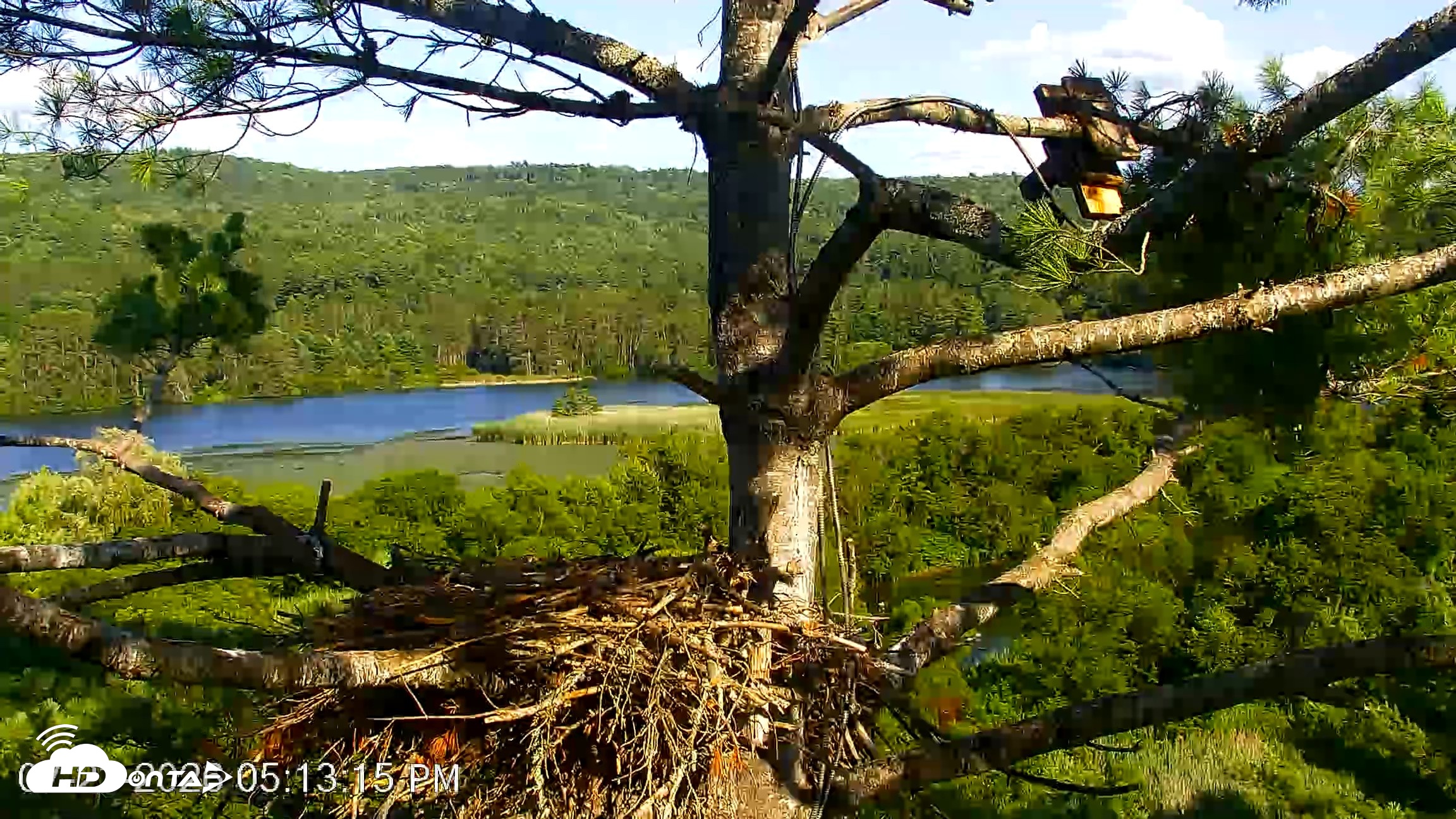 Snapshot of VINS Bald Eagles Nest Live Cams taken Jul 23, 2026, 5:14pm EDT
