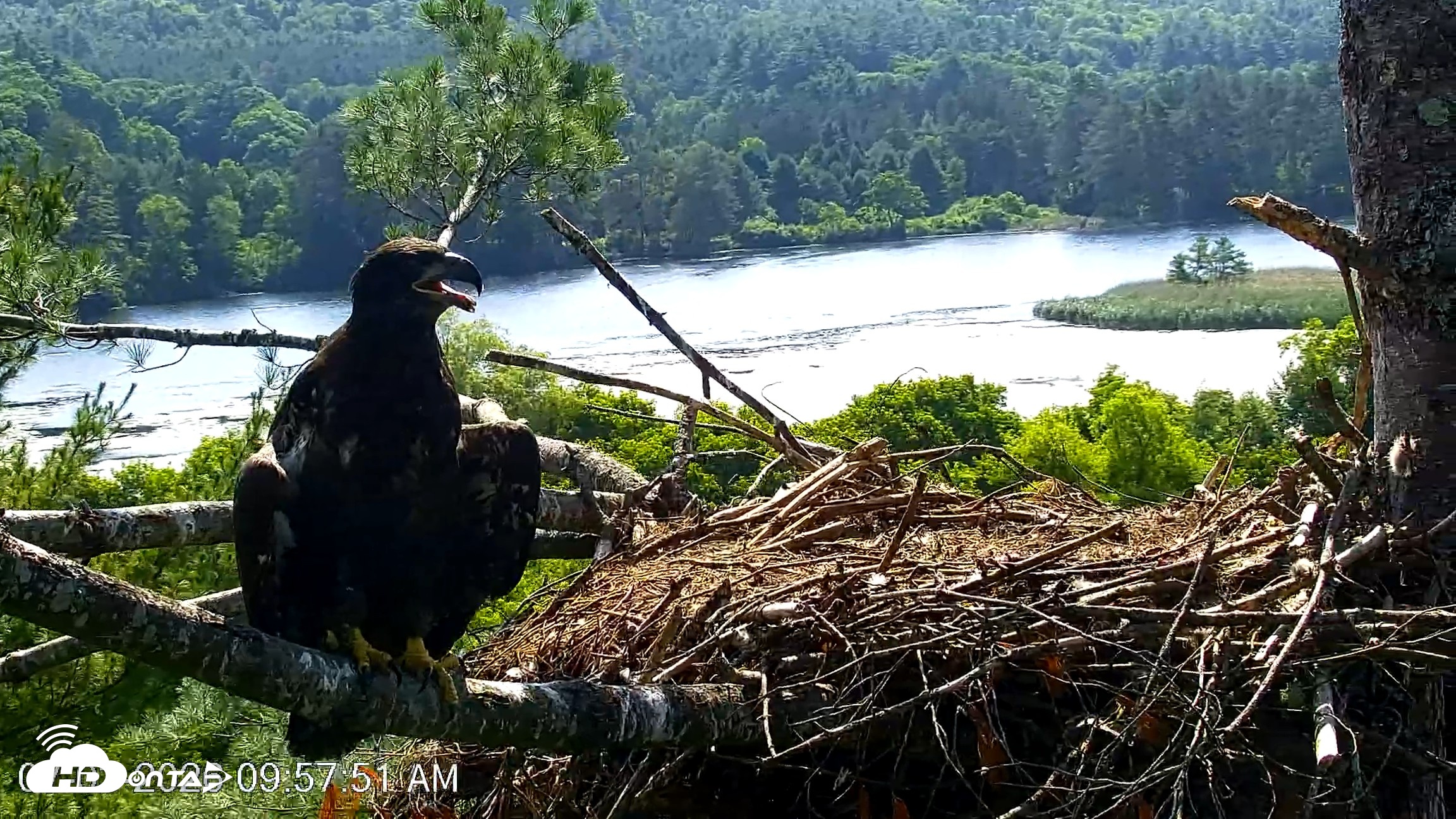Snapshot of VINS Bald Eagles Nest Live Cams taken Jul 3, 2026, 9:59am EDT