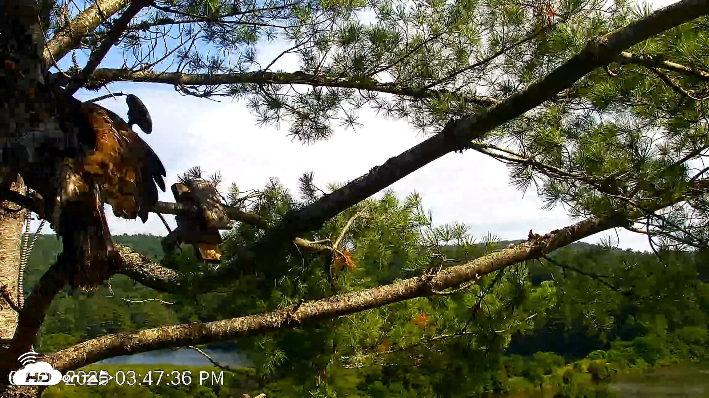 Snapshot of VINS Bald Eagles Nest Live Cams taken Jul 20, 2026, 3:48pm EDT