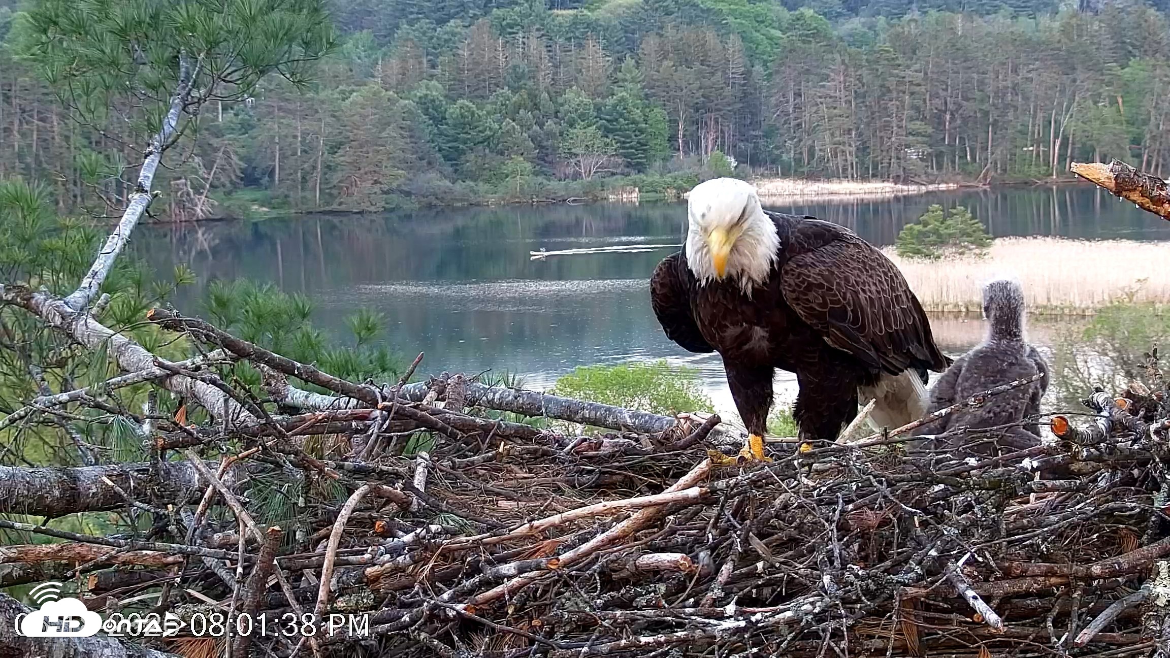 Snapshot of VINS Bald Eagles Nest Live Cams taken May 18, 2026, 8:02pm EDT
