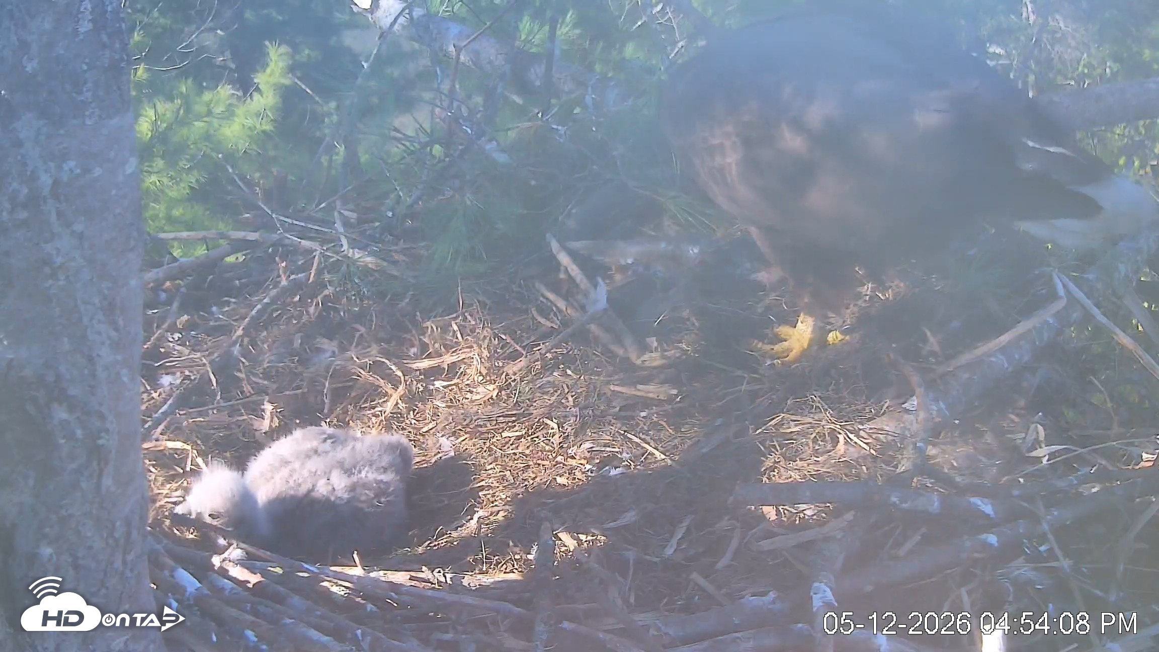 Snapshot of VINS Bald Eagles Nest Live Cams taken May 12, 2026, 4:55pm EDT